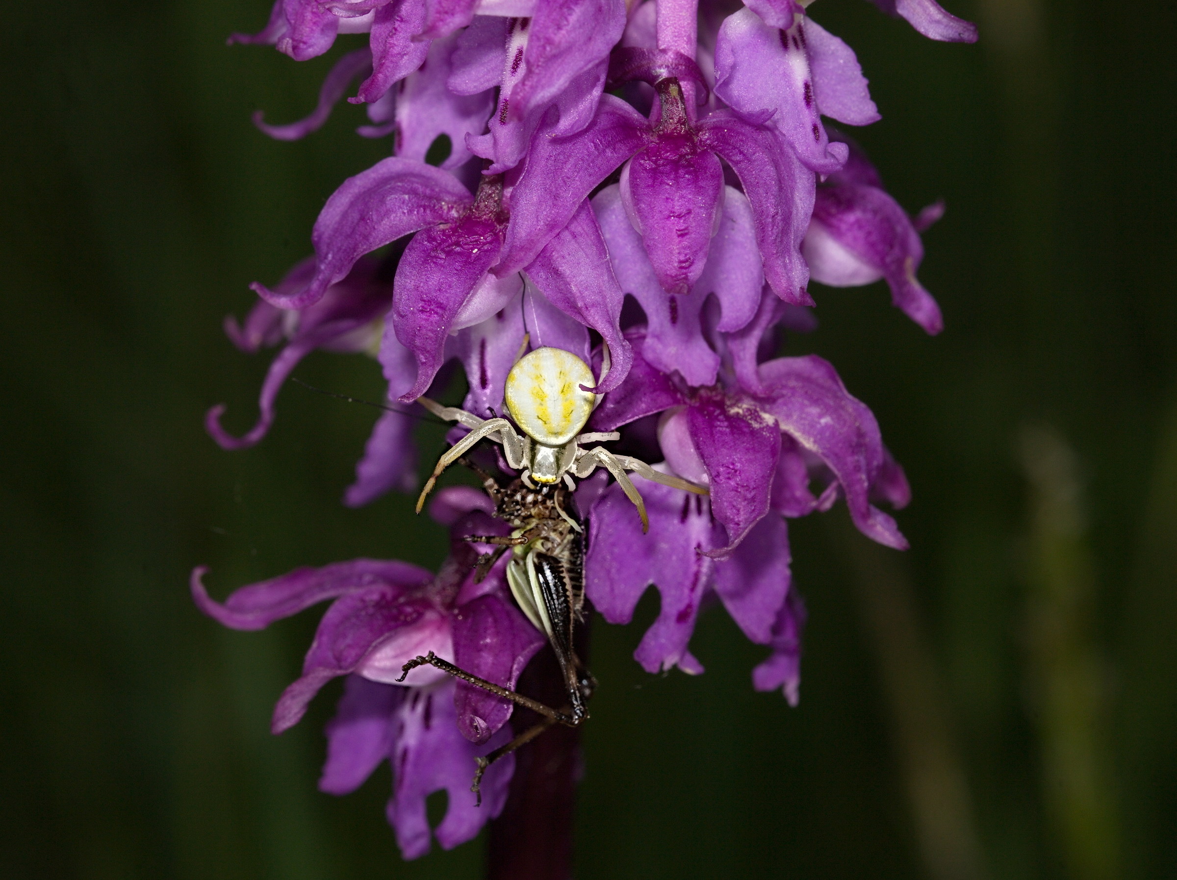 Ragno Granchio su orchis Mascula con preda voluminosa