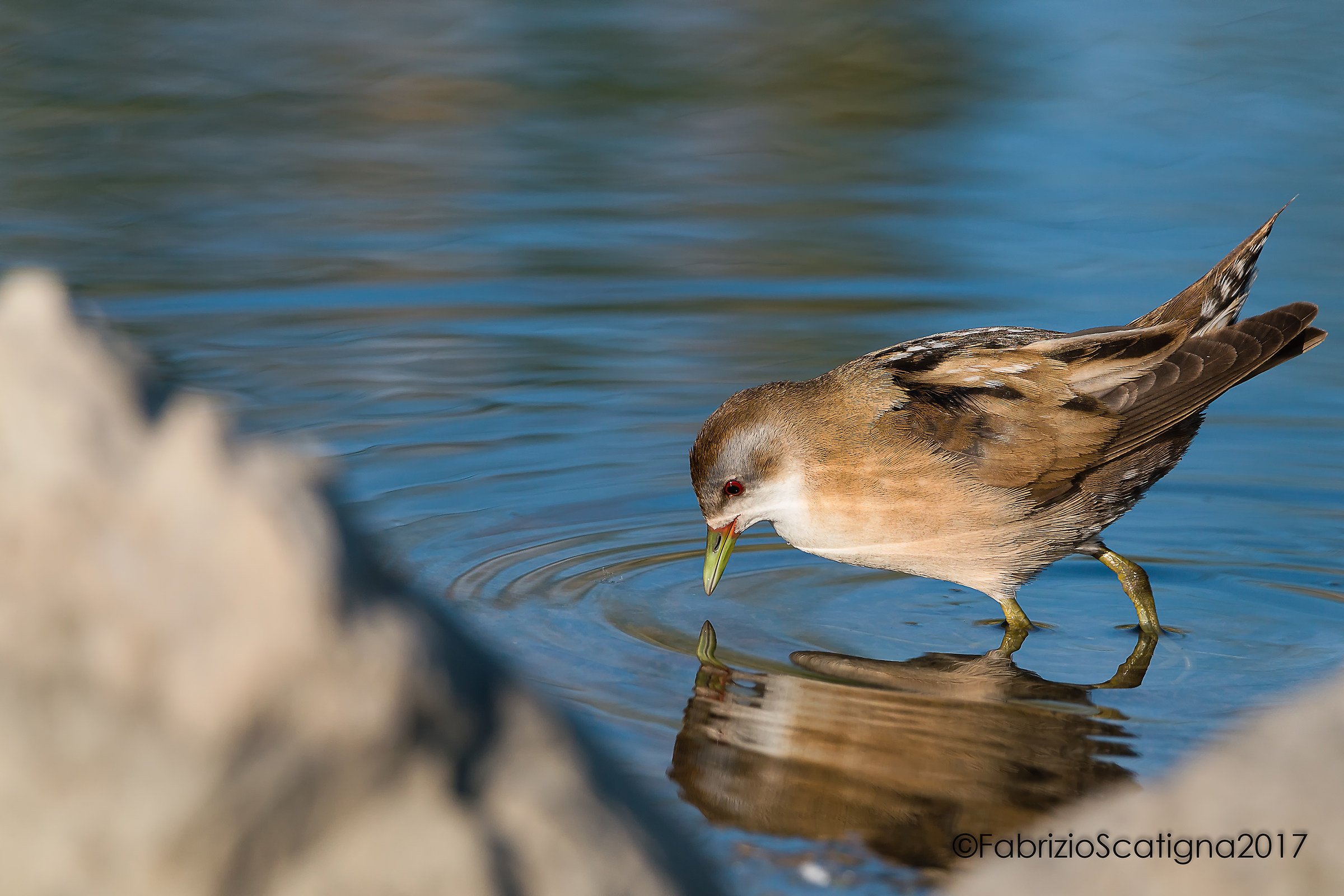 Reflections-schiribilla