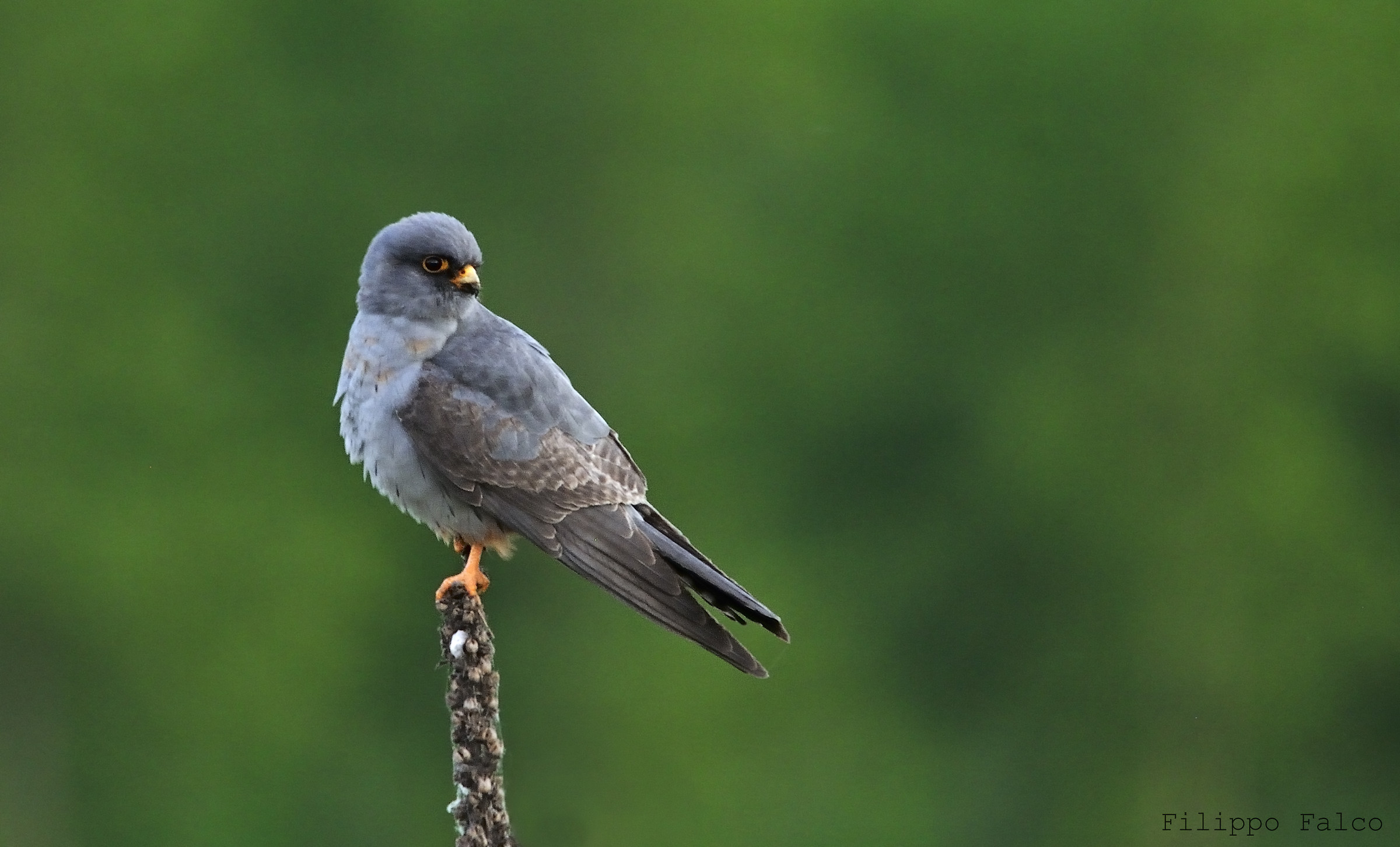 Falco Cuculo alle ultime luci...