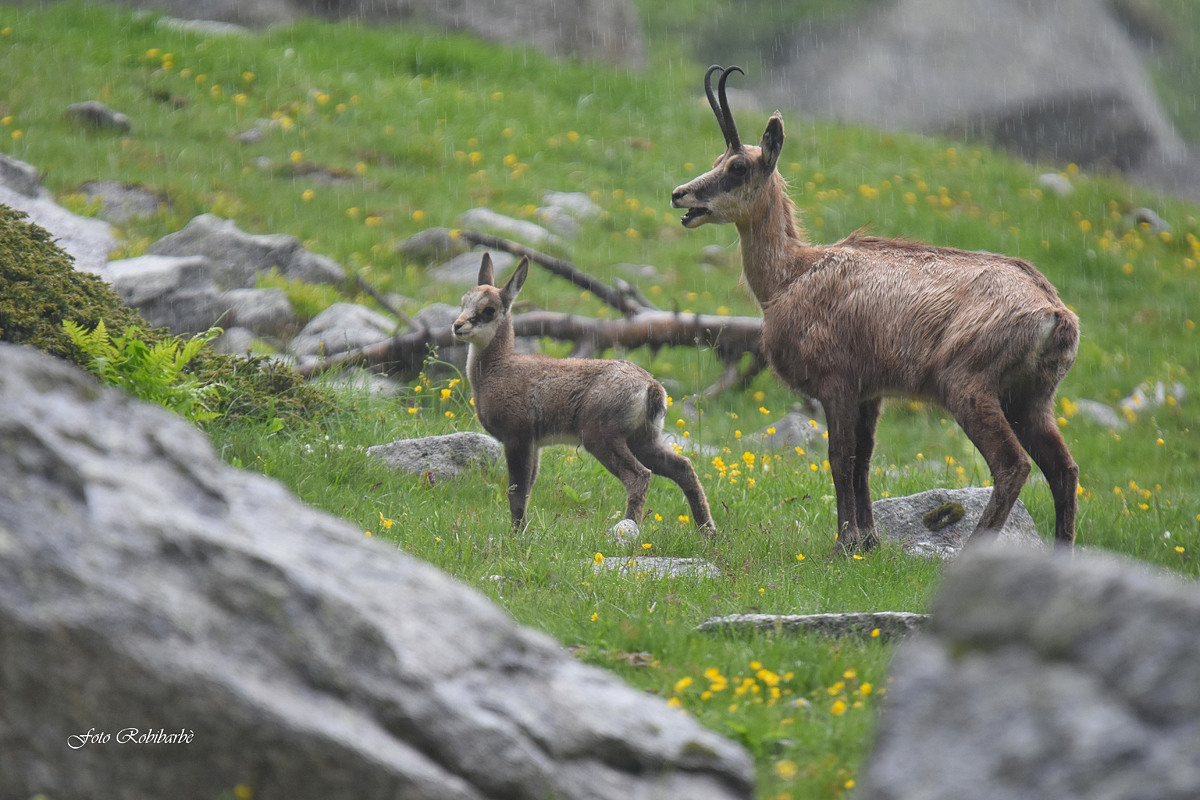 Sotto il diluvio....