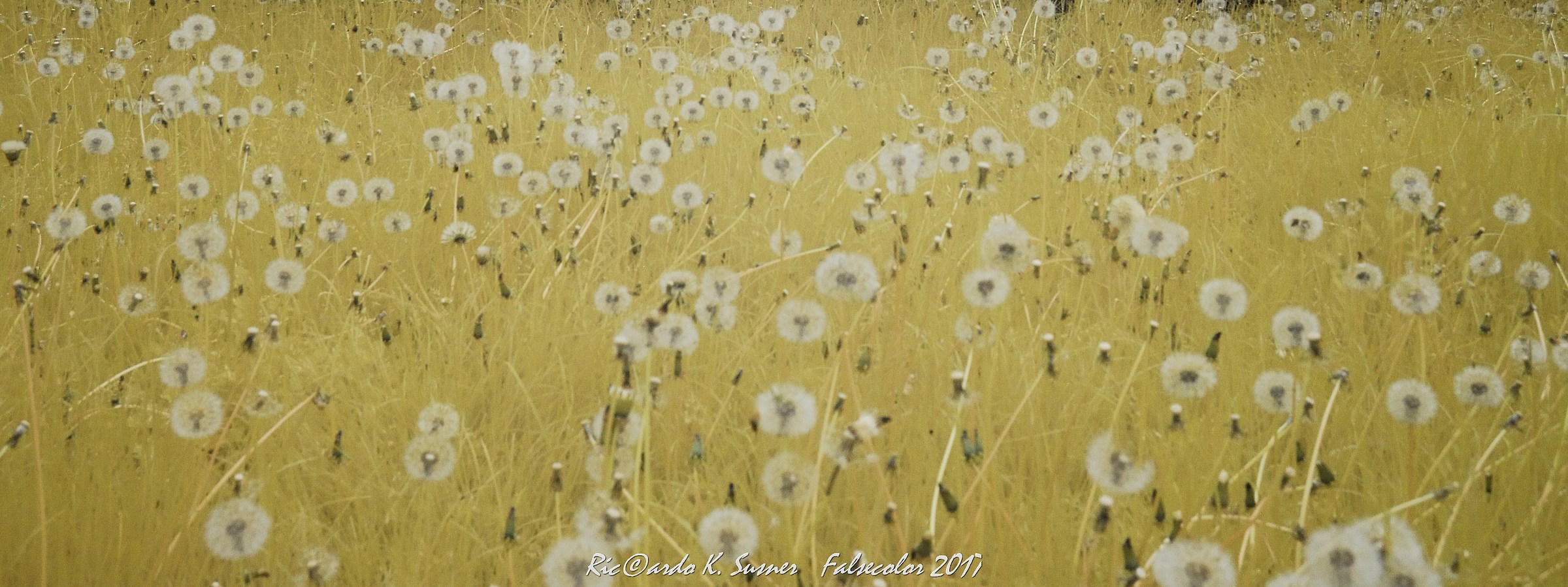 No more can they keep us in