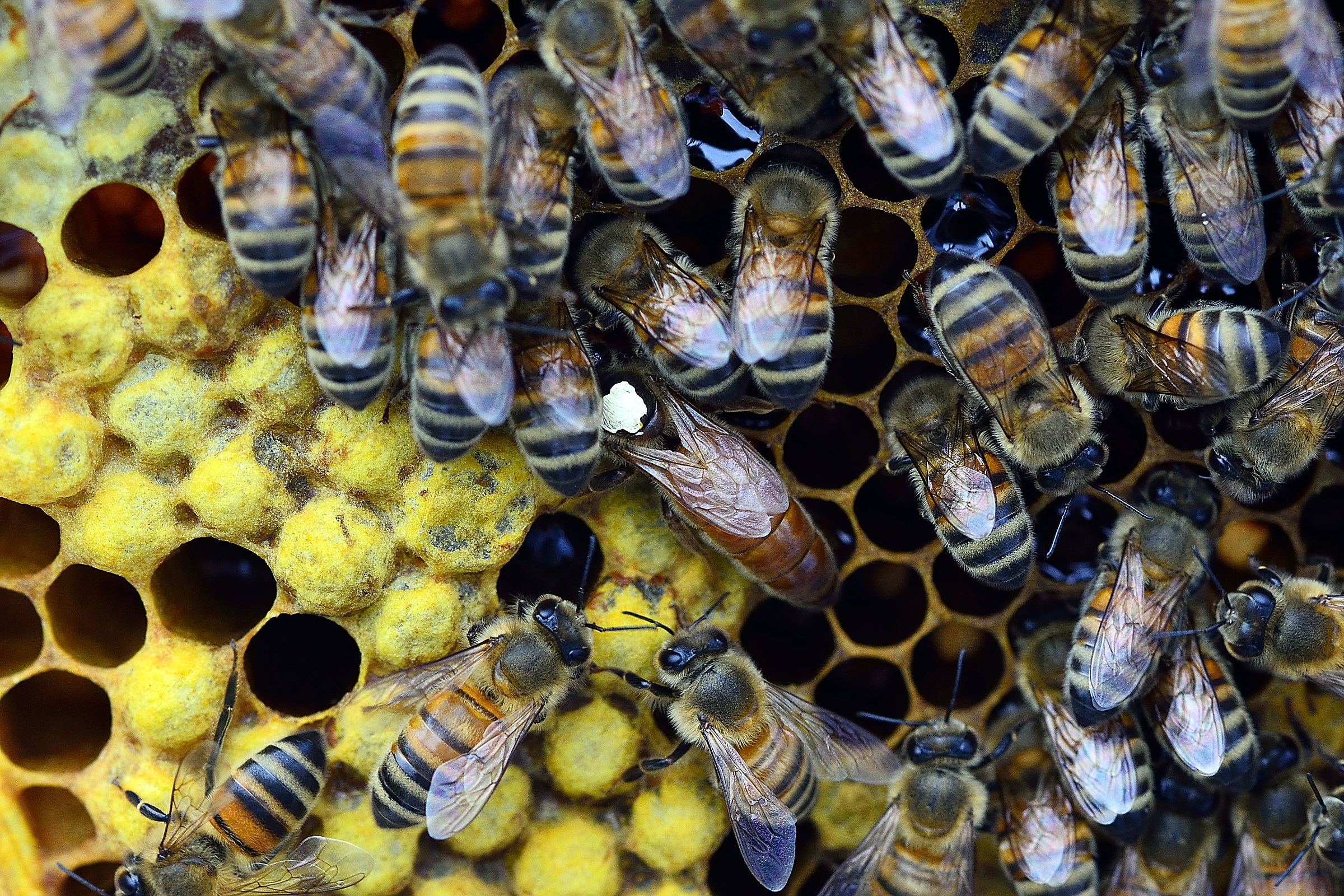 The Queen and his subjects