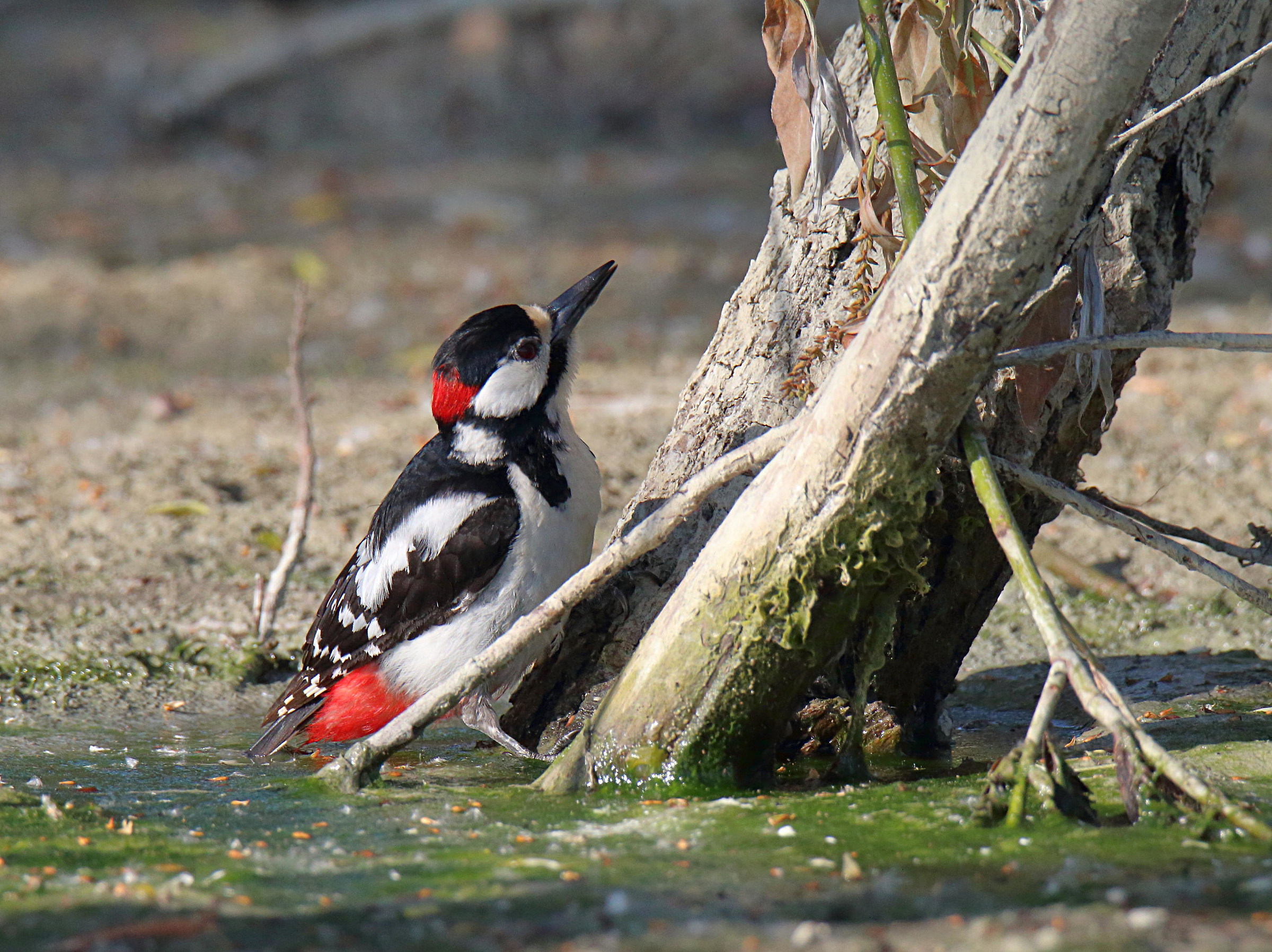 Spotted Woodpecker