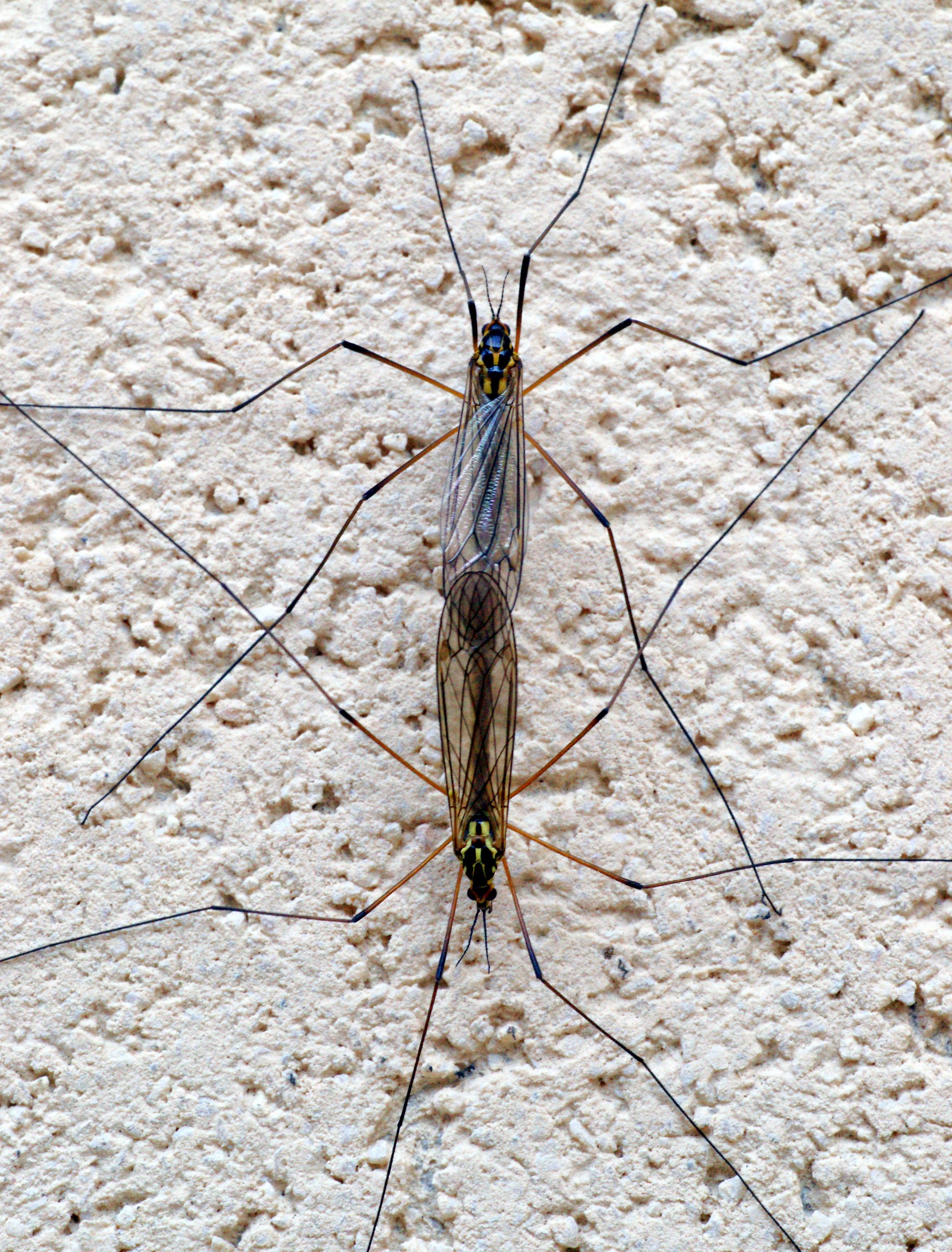 Symmetrical color coupling