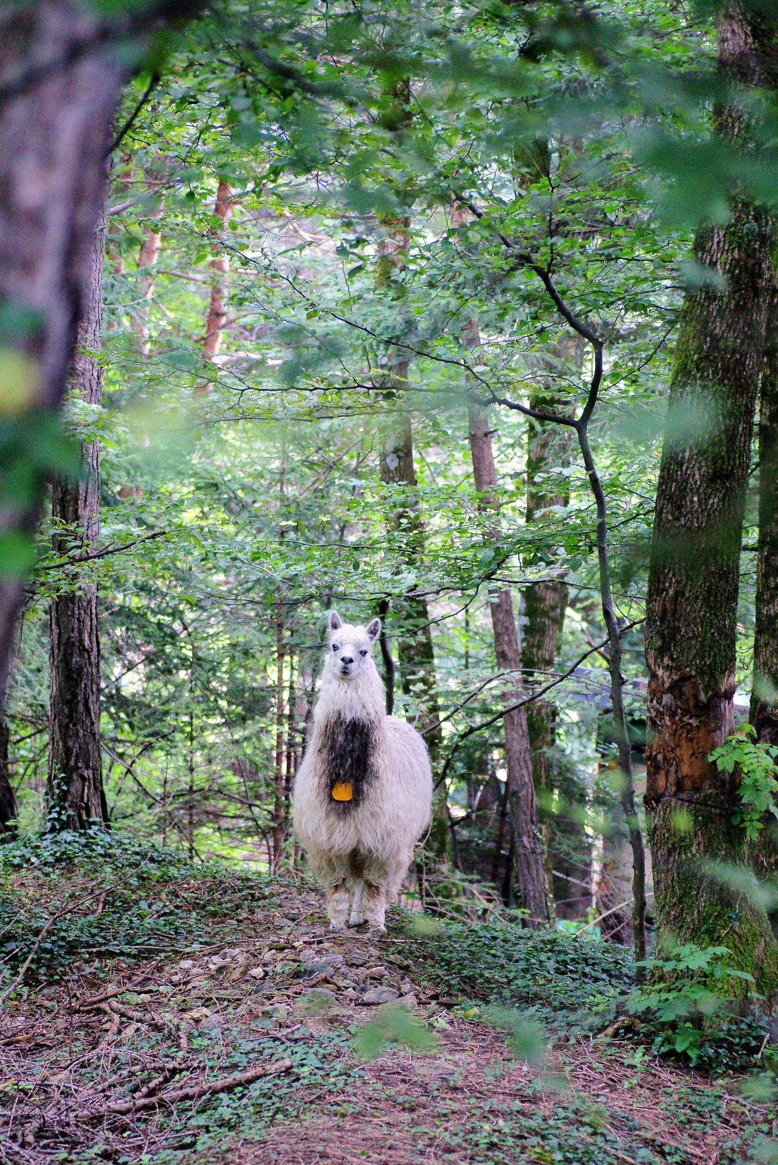 A blade in Pieve di Cadore