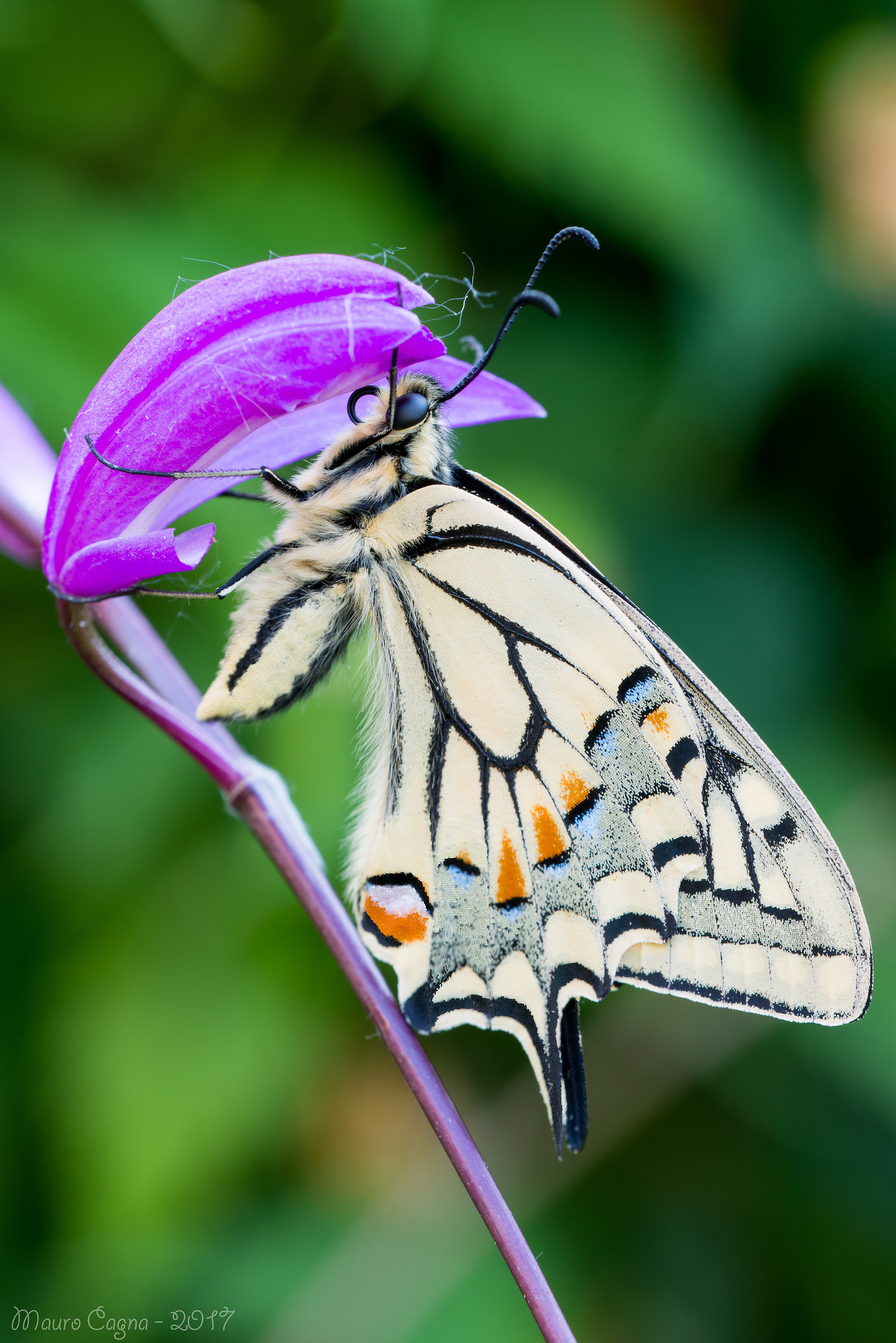 Papilio Machaon posing