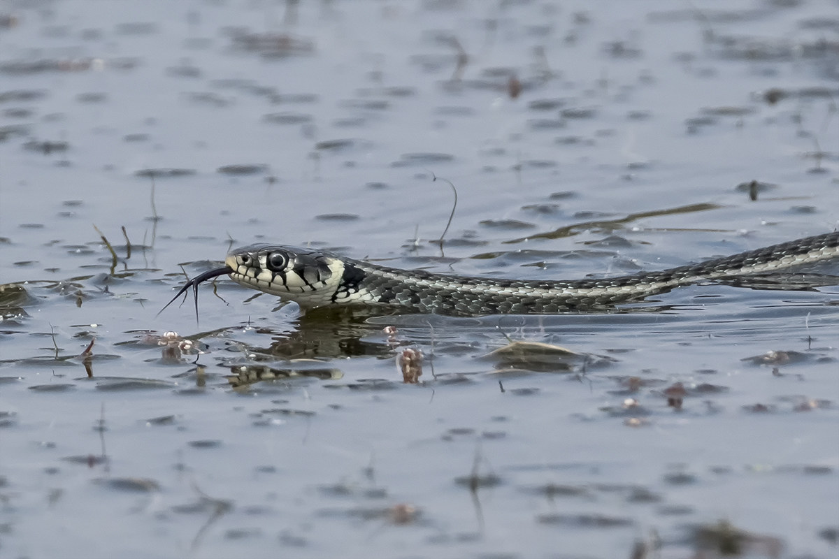 Natrice dal collare (Natrix natrix)