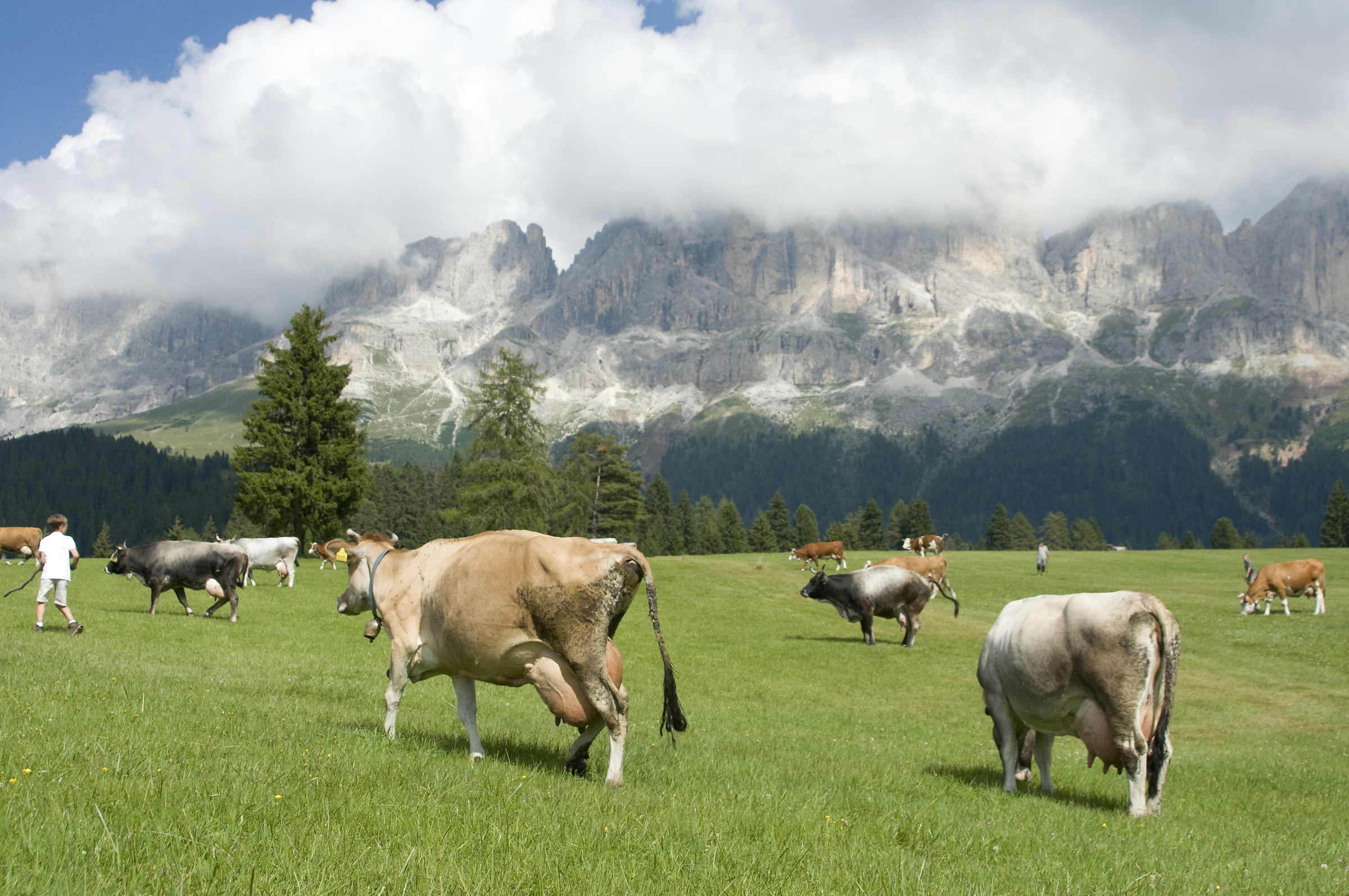 Grazing under the Catinaccio