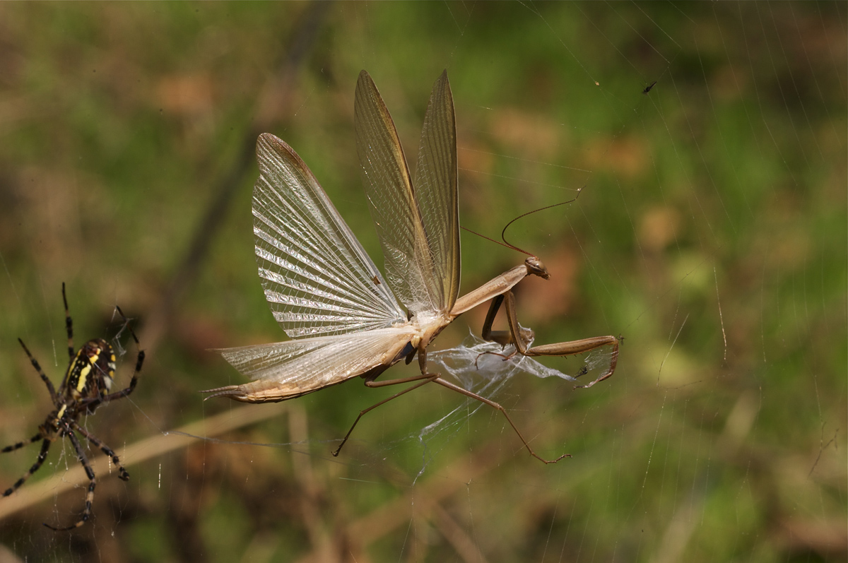 a vele spiegate verso un mare di guai