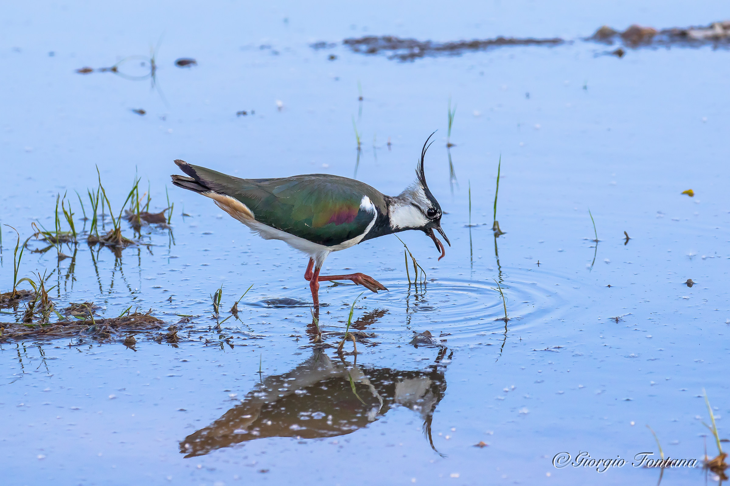 Lapwing hunting for worms