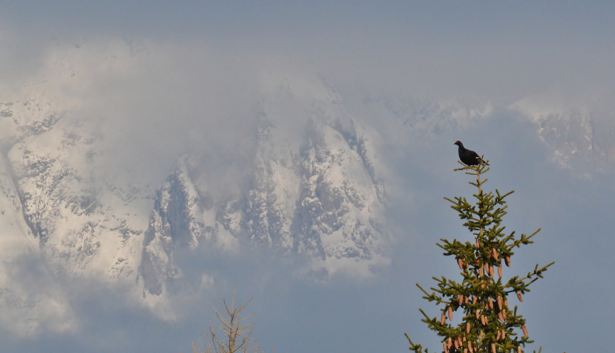gallo forcello sulla pianta