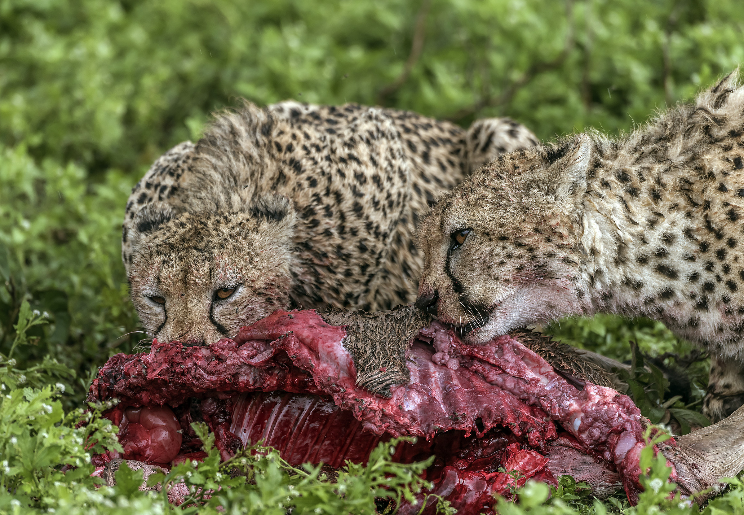 Tanzania 2017 - Predation