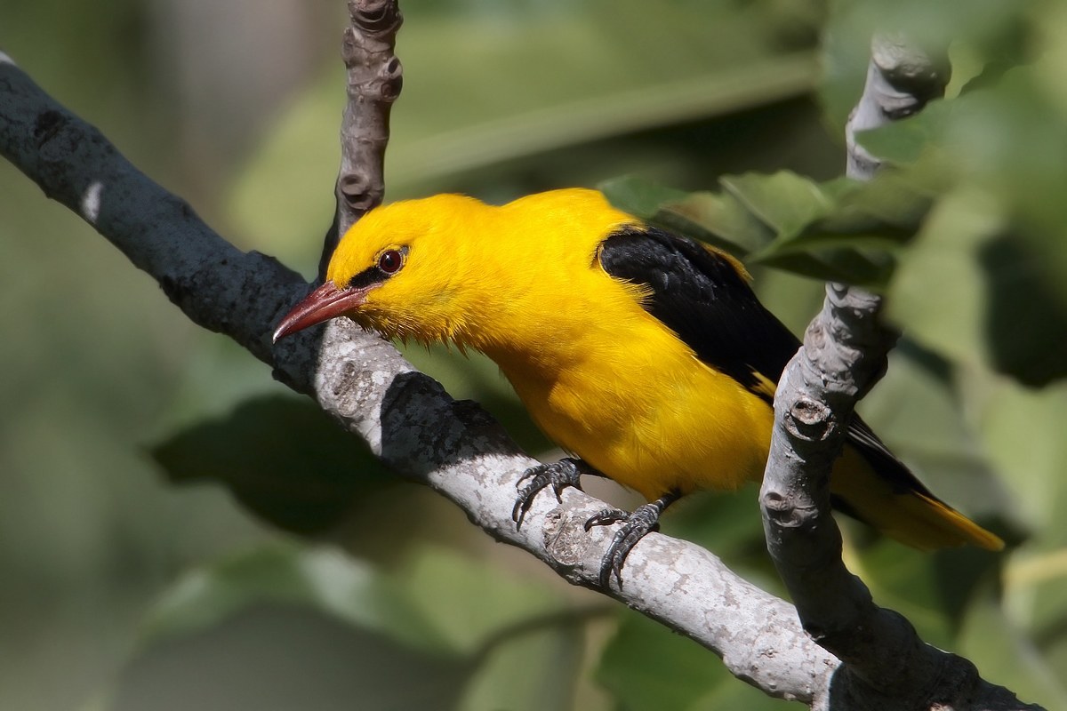 Oriole male