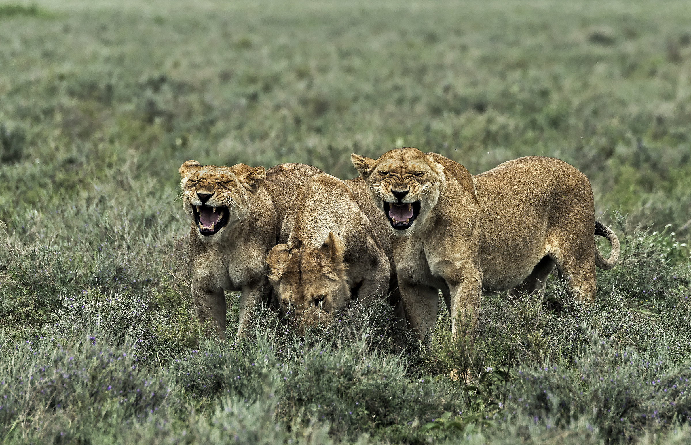 Tanzania 2017 - Smorfia di Flehmen