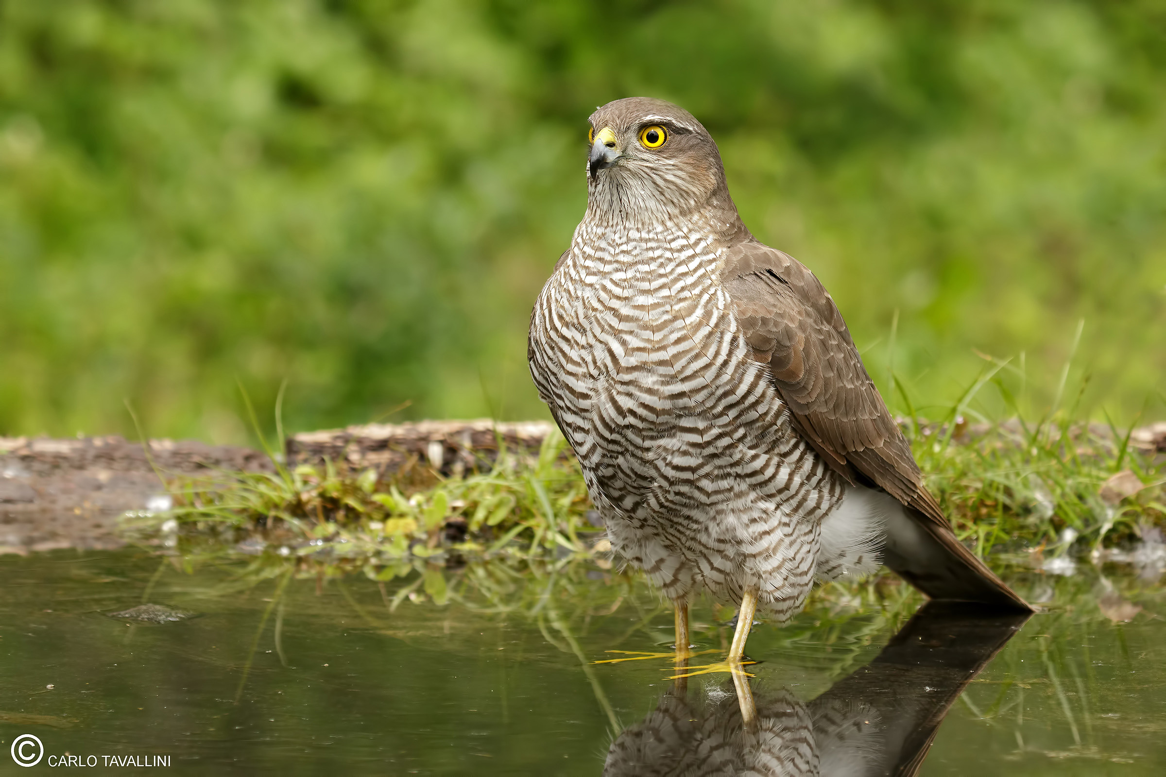 sparrowhawk