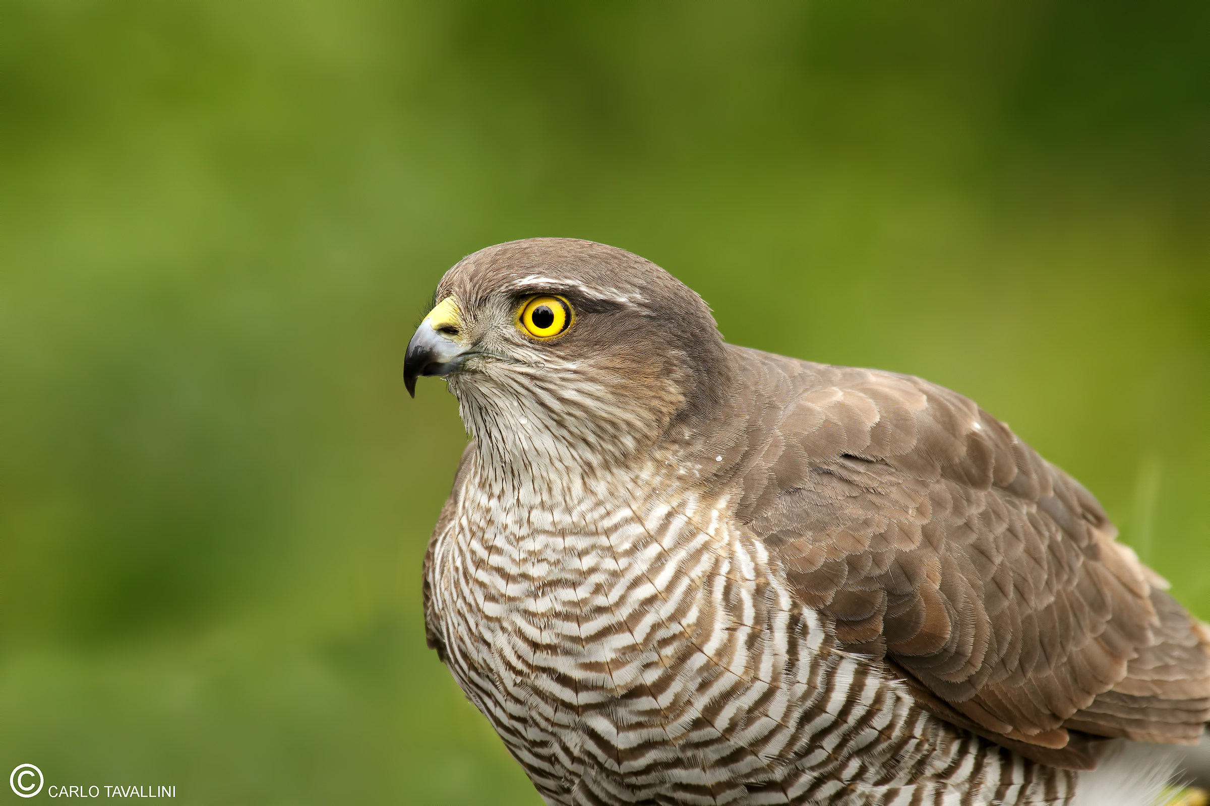 The look of the Sparrowhawk
