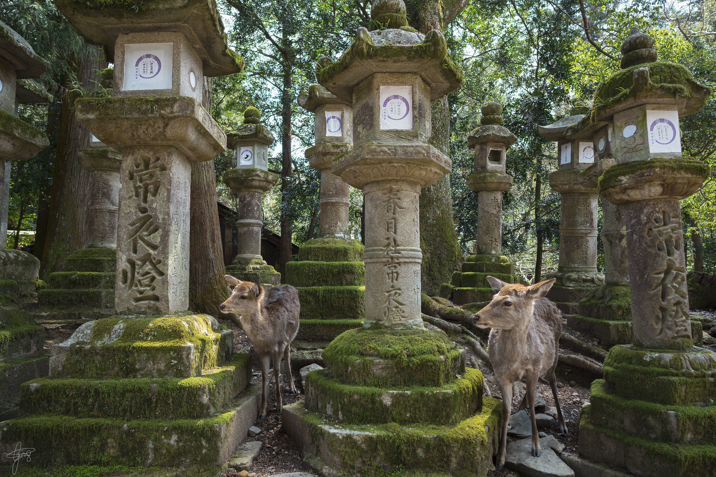 Nara deer