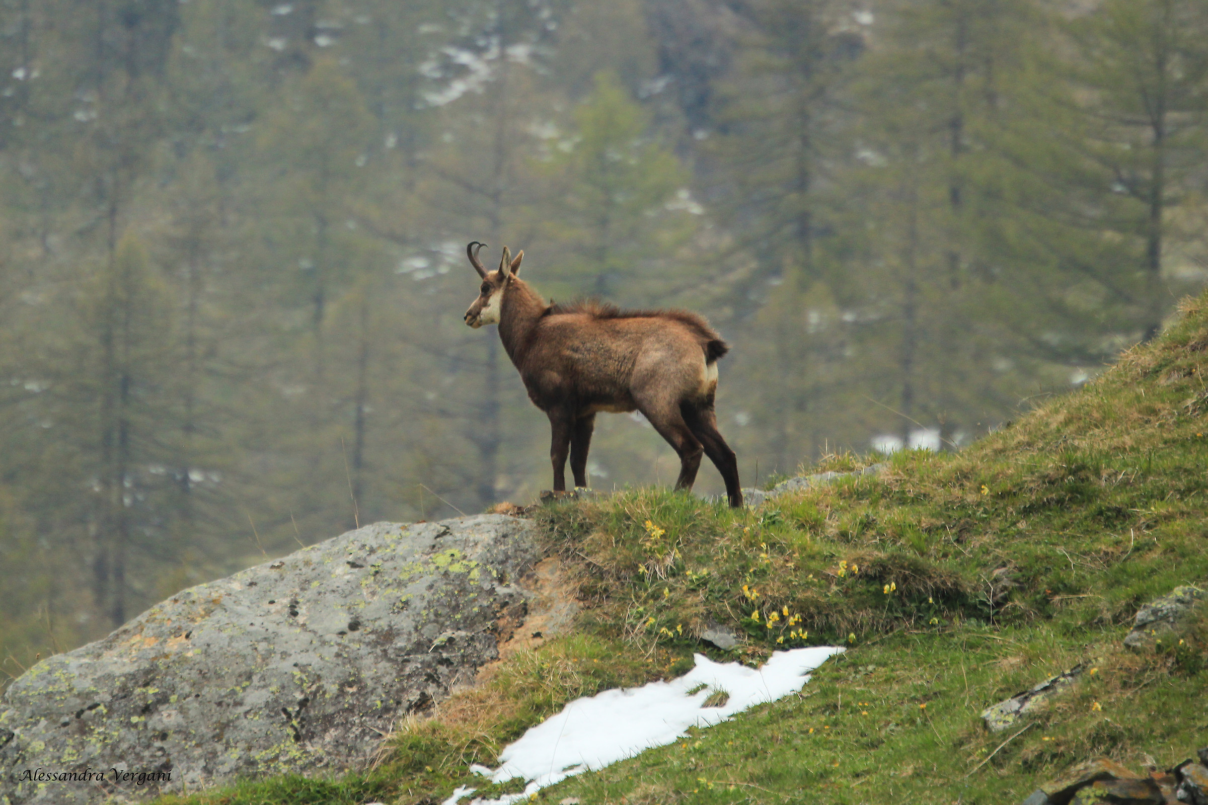 Chamois in Val Soana 1