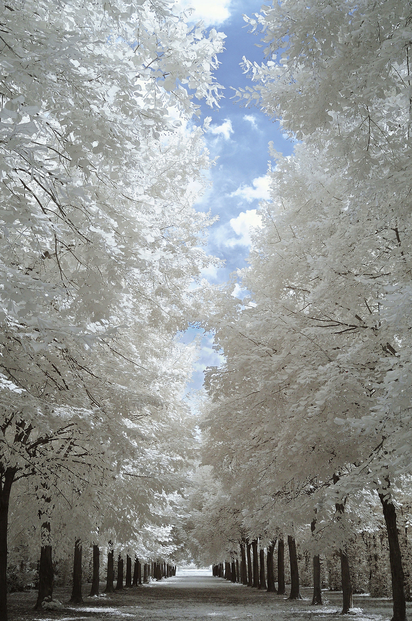 Villa Farsetti Venezia