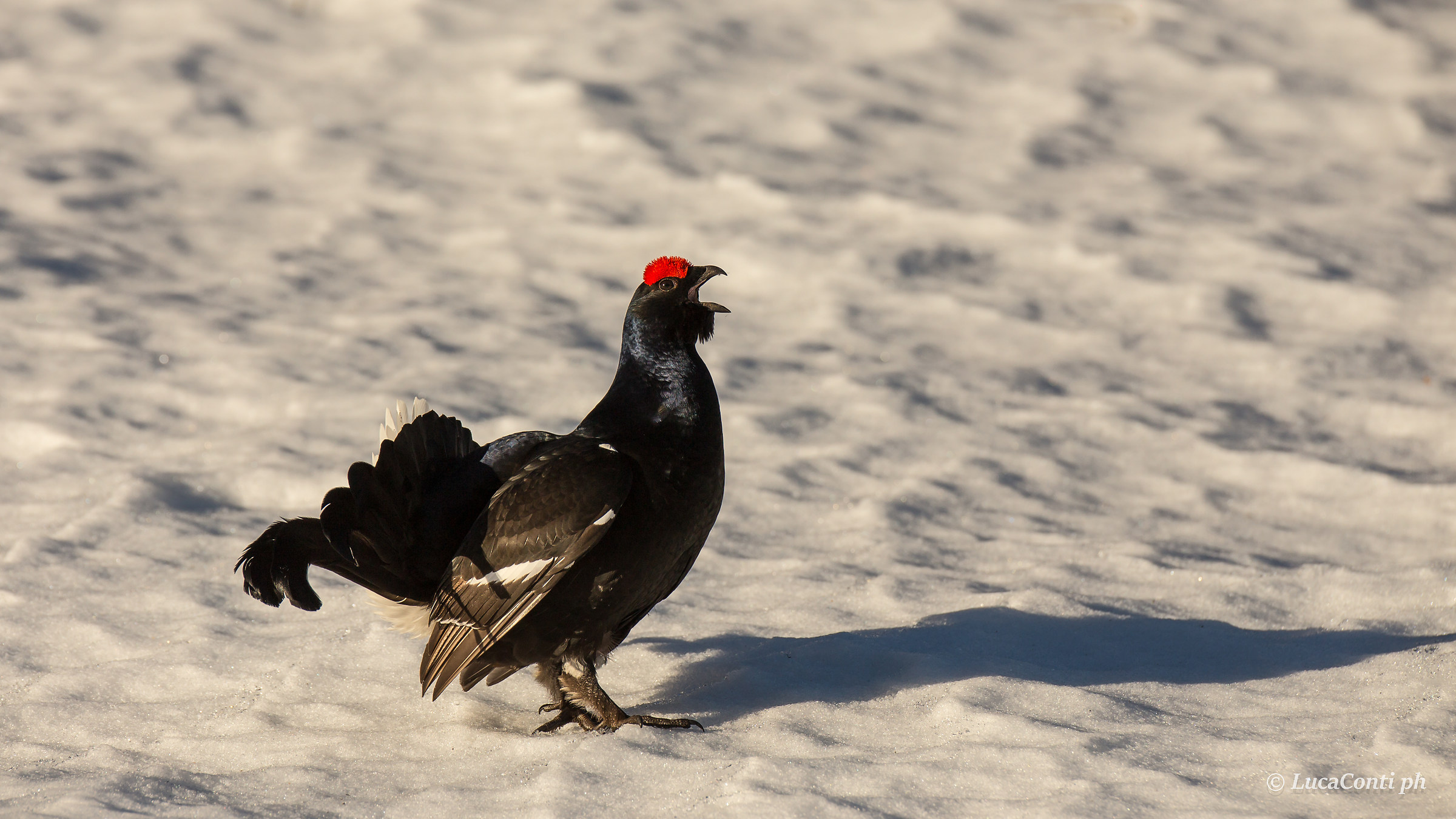 Gallo Forcello Male (tetrao tetrix)