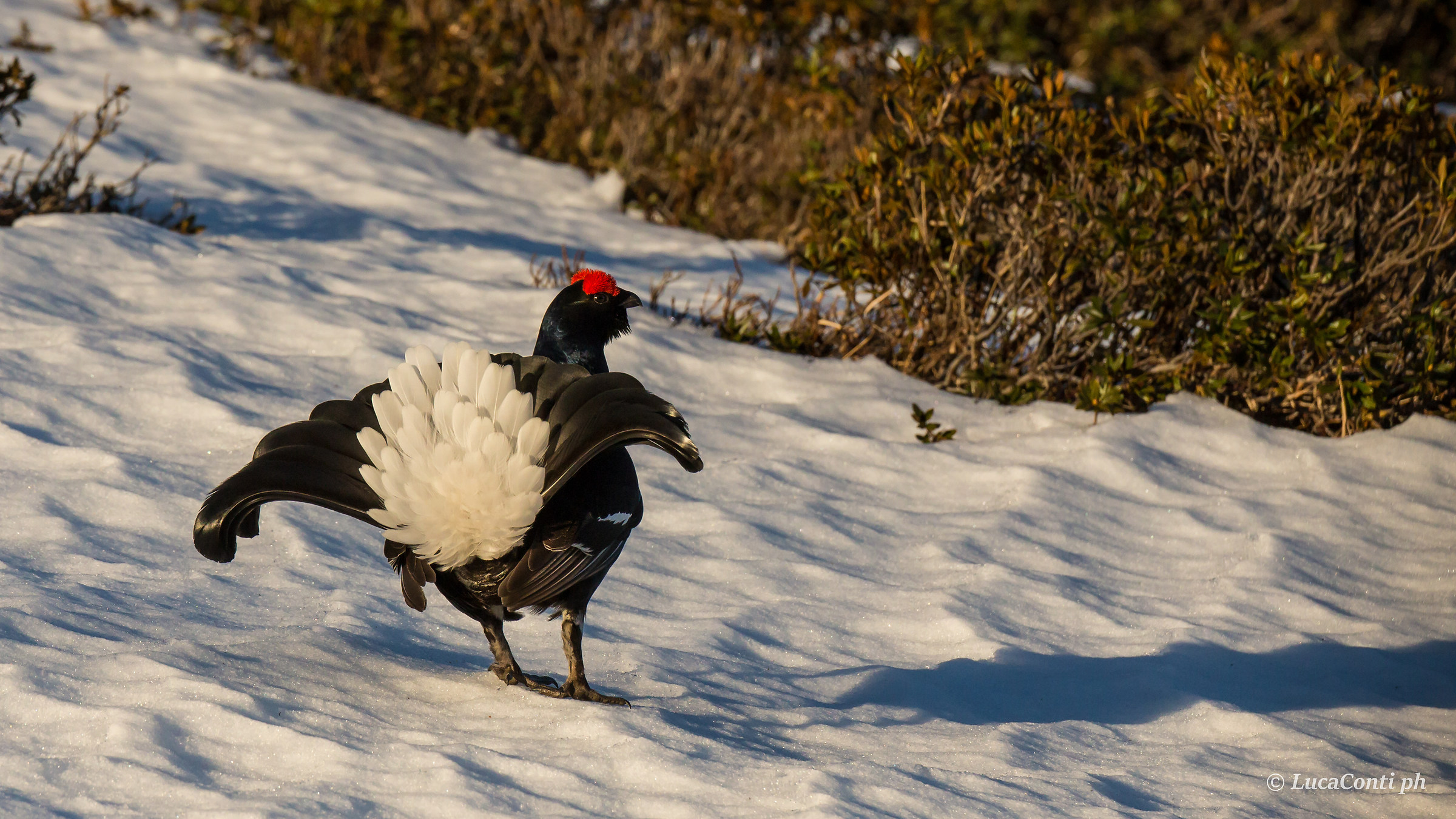 Gallo Forcello Male (tetrao tetrix)