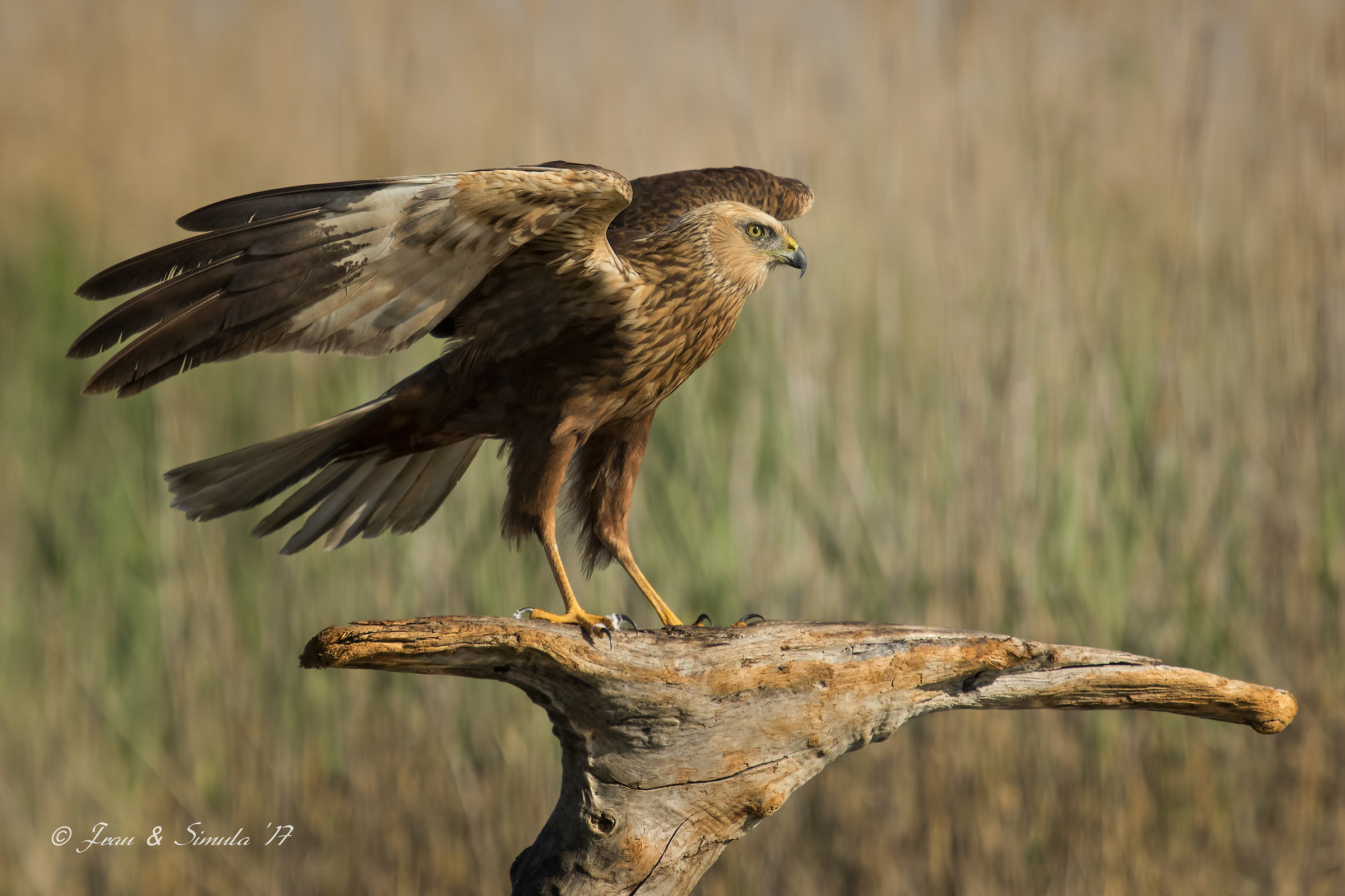 Marsh Harrier (adult male)