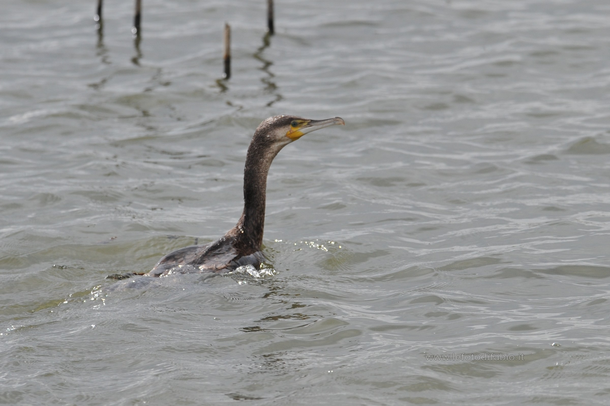 Cormorant