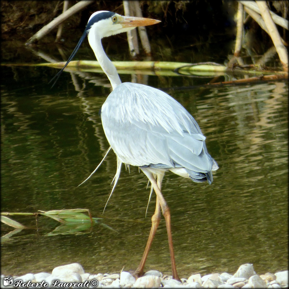 Gray Heron (Ardea cinerea)