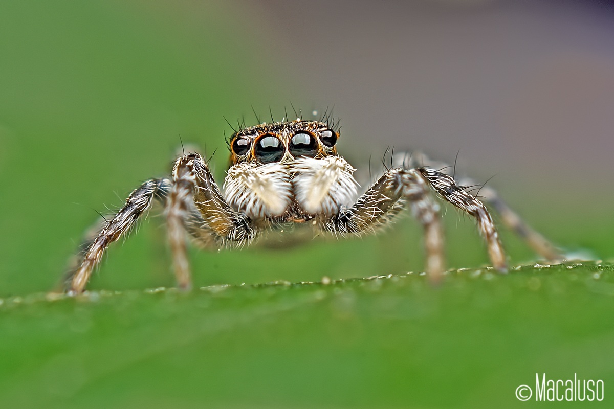 Menemerus semilimbatus (female)