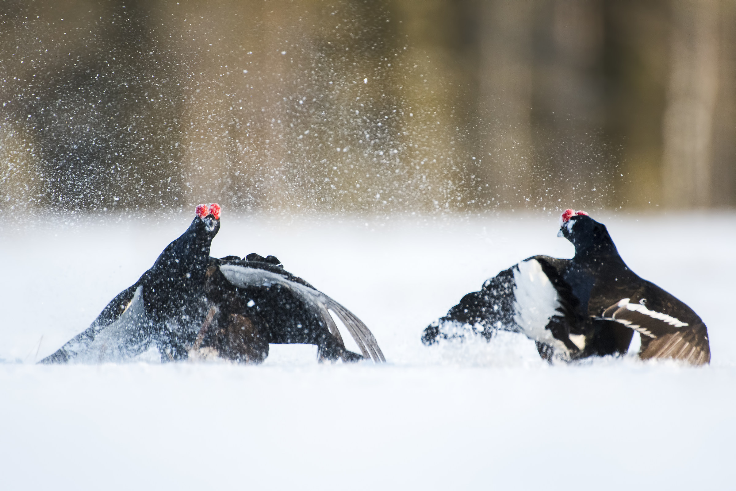 Winners and defeated