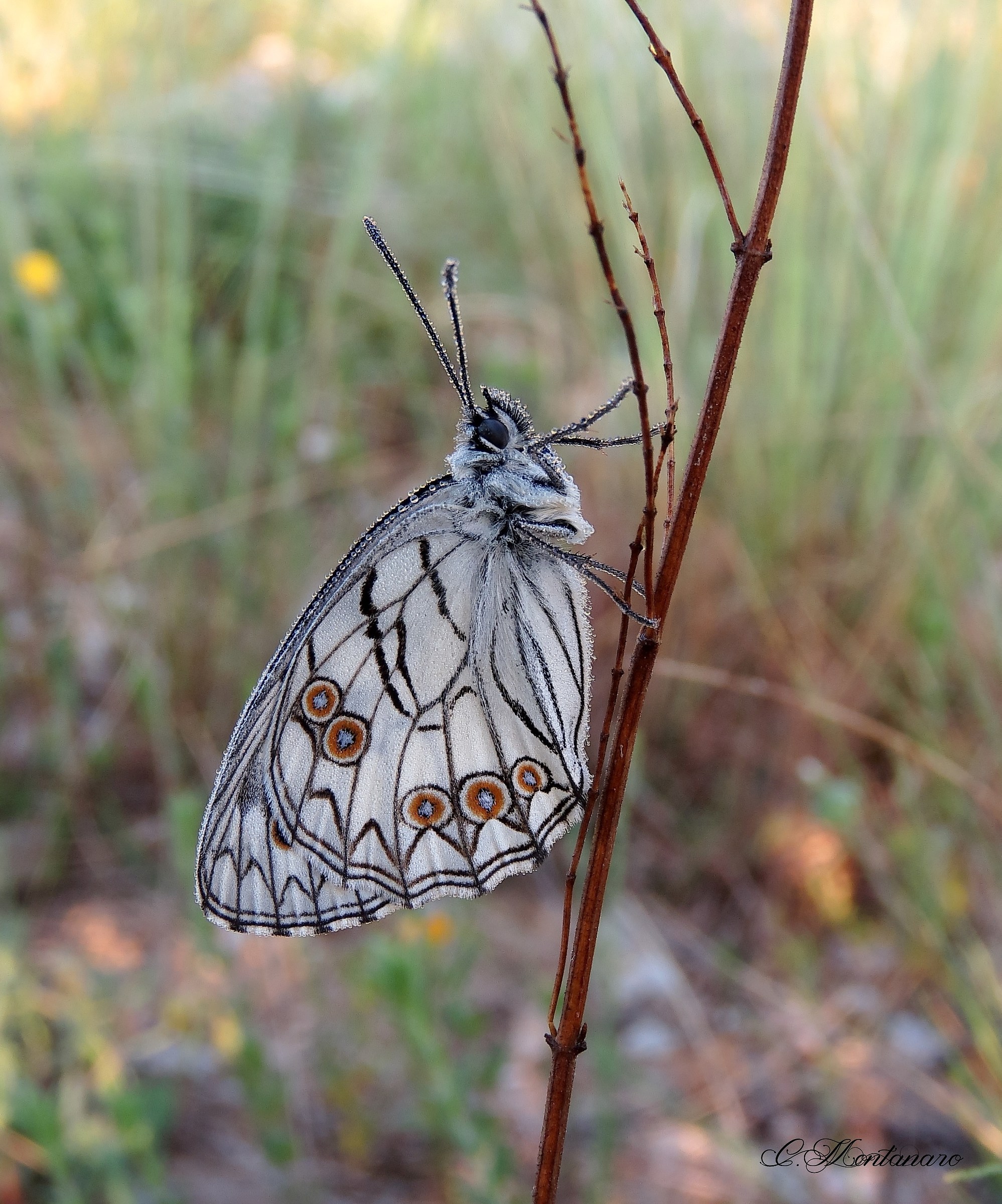 Melanargia arge