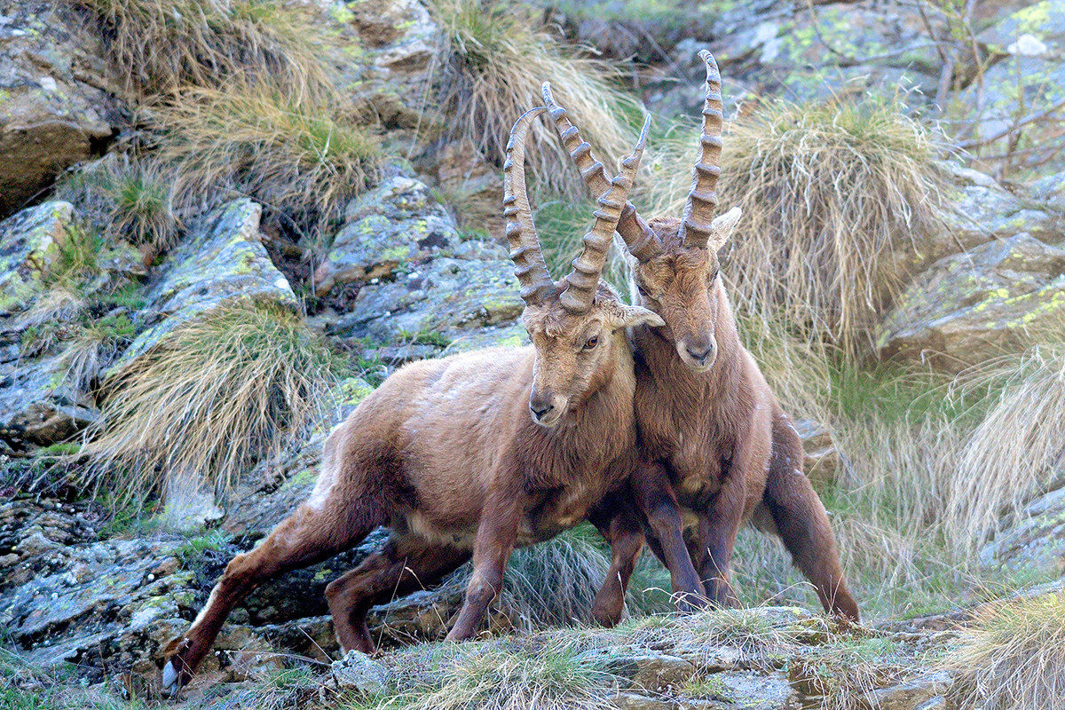 IBEX