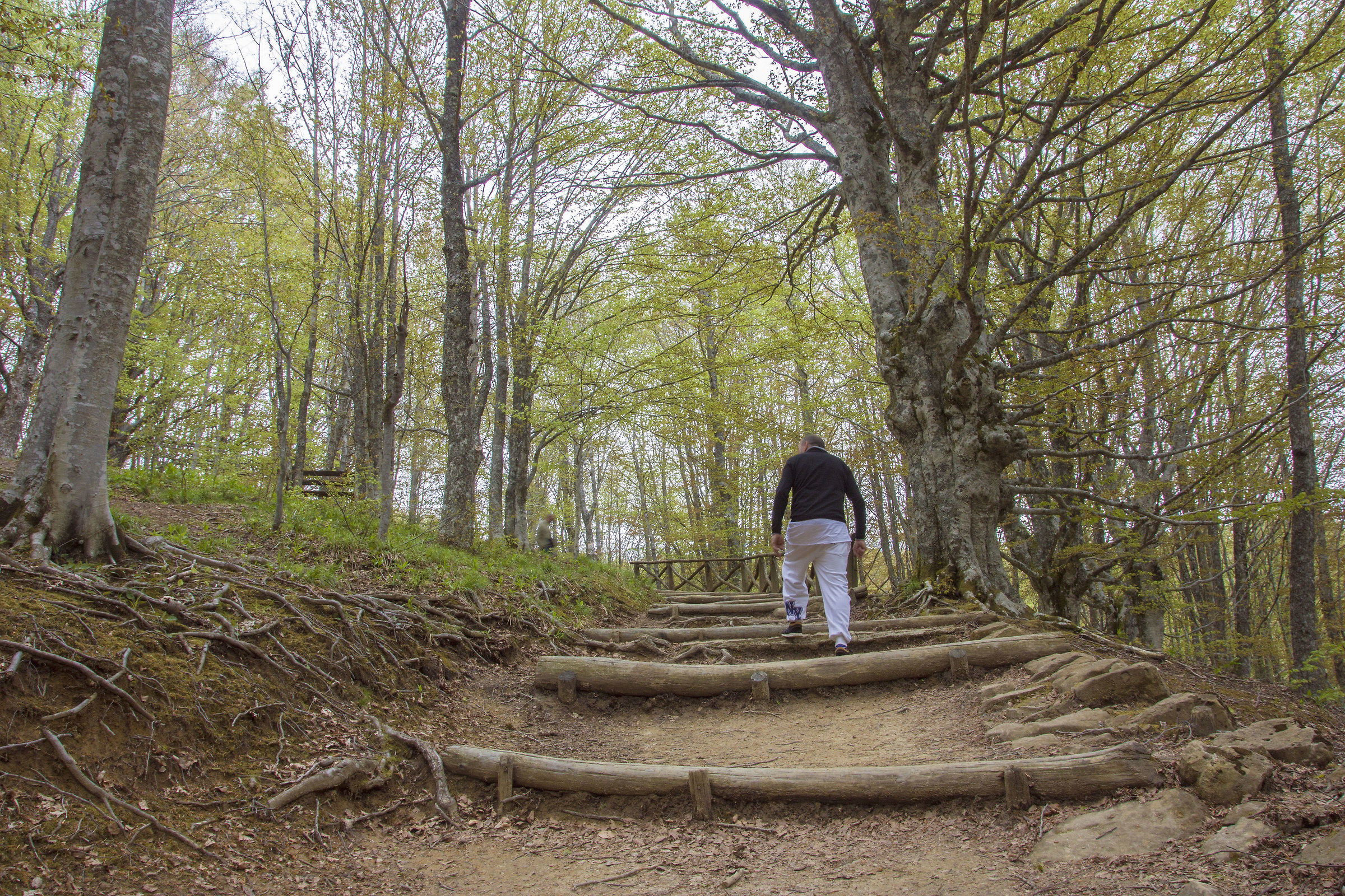Passeggiata nel bosco