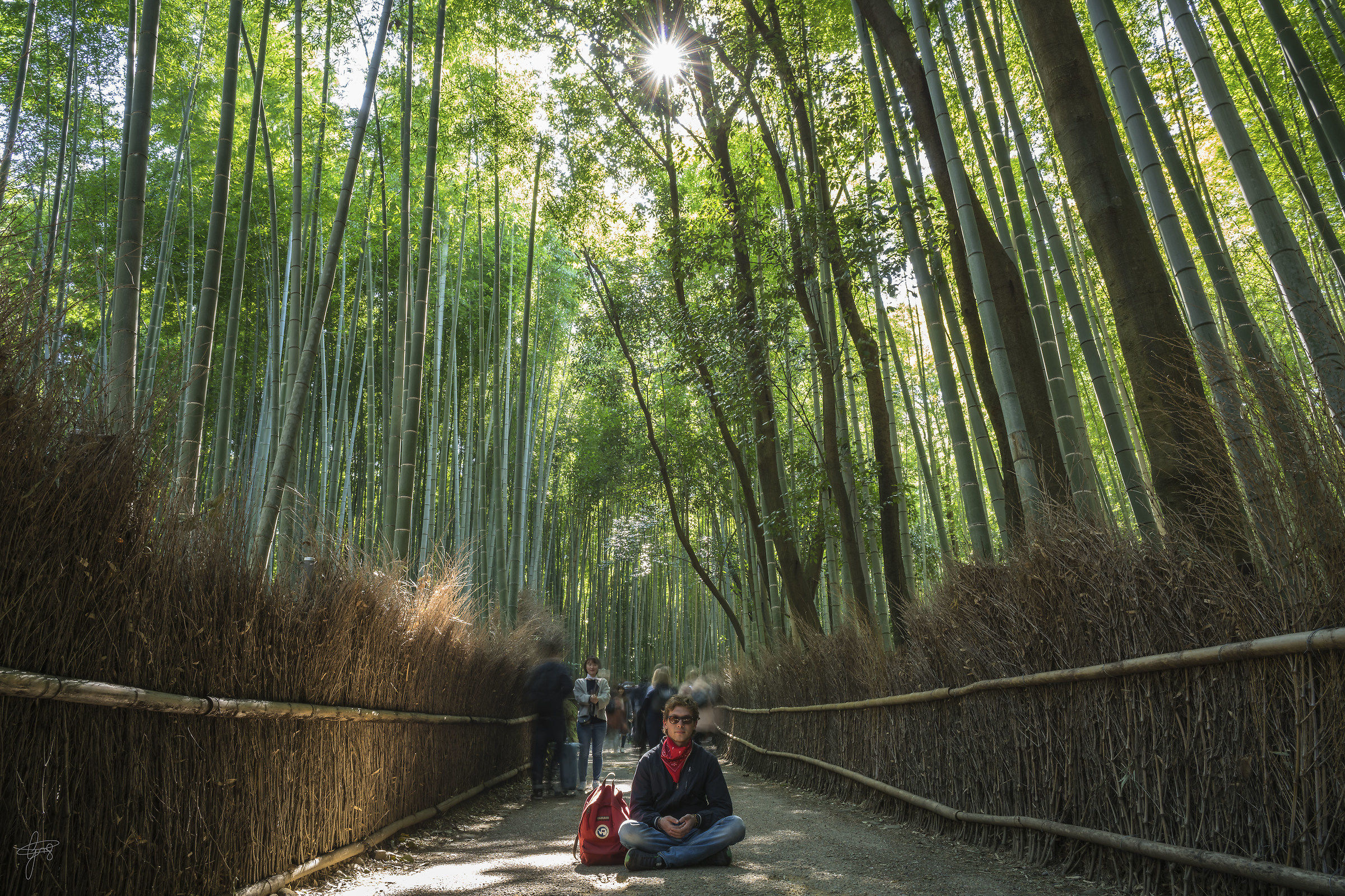 The bamboo forest