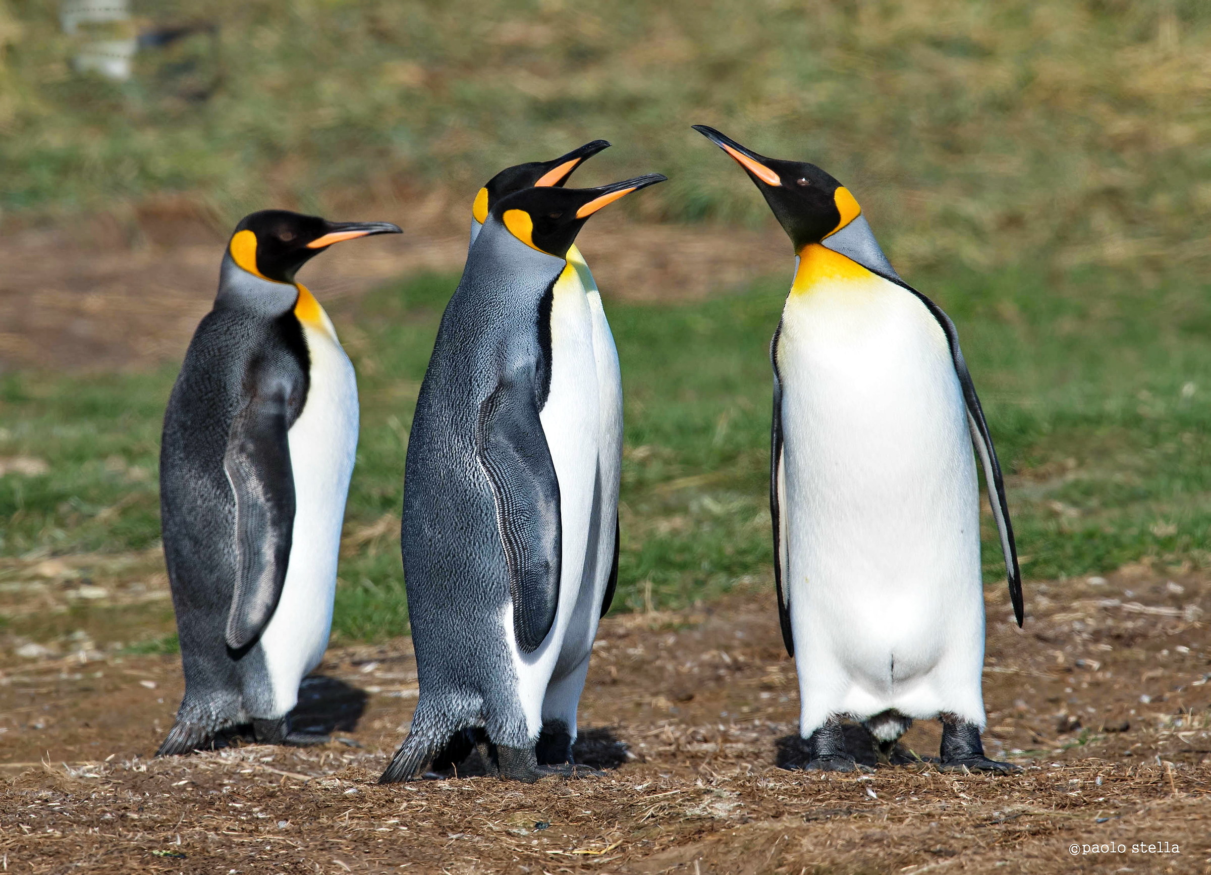 i pinguini di Porvenir