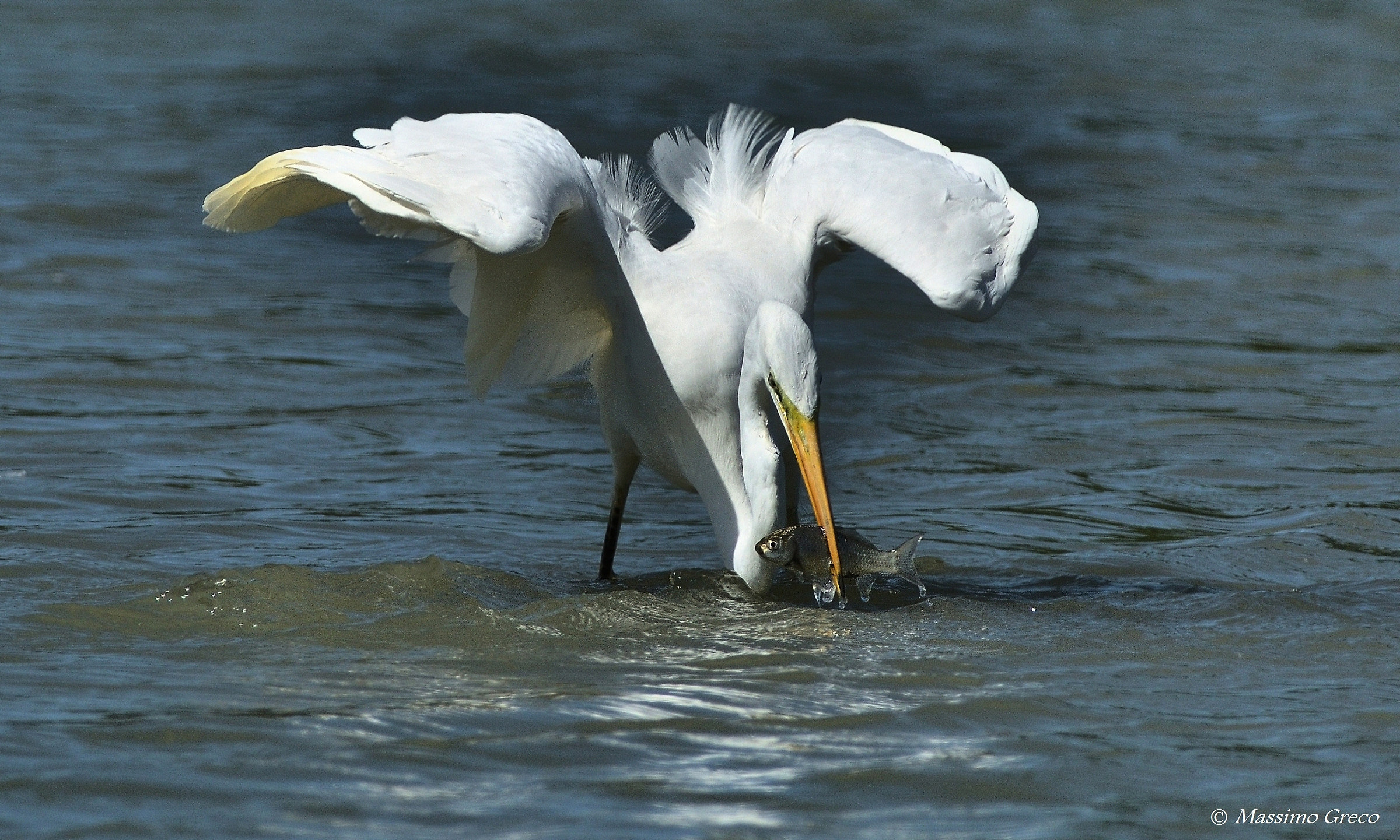 Appena catturato !!!