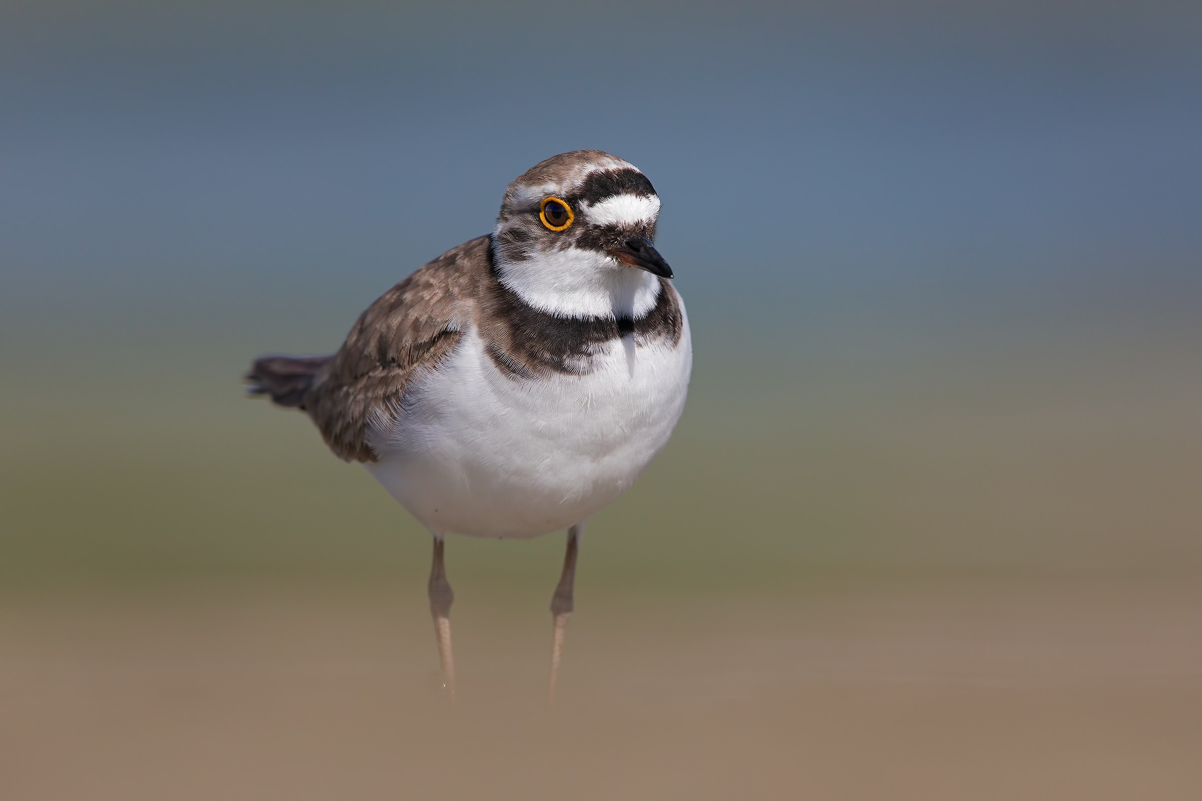 Giochi con lo sfocato