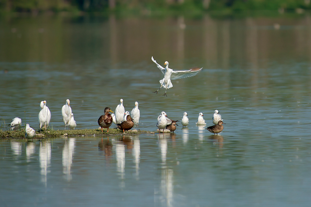 Atterraggio di fortuna