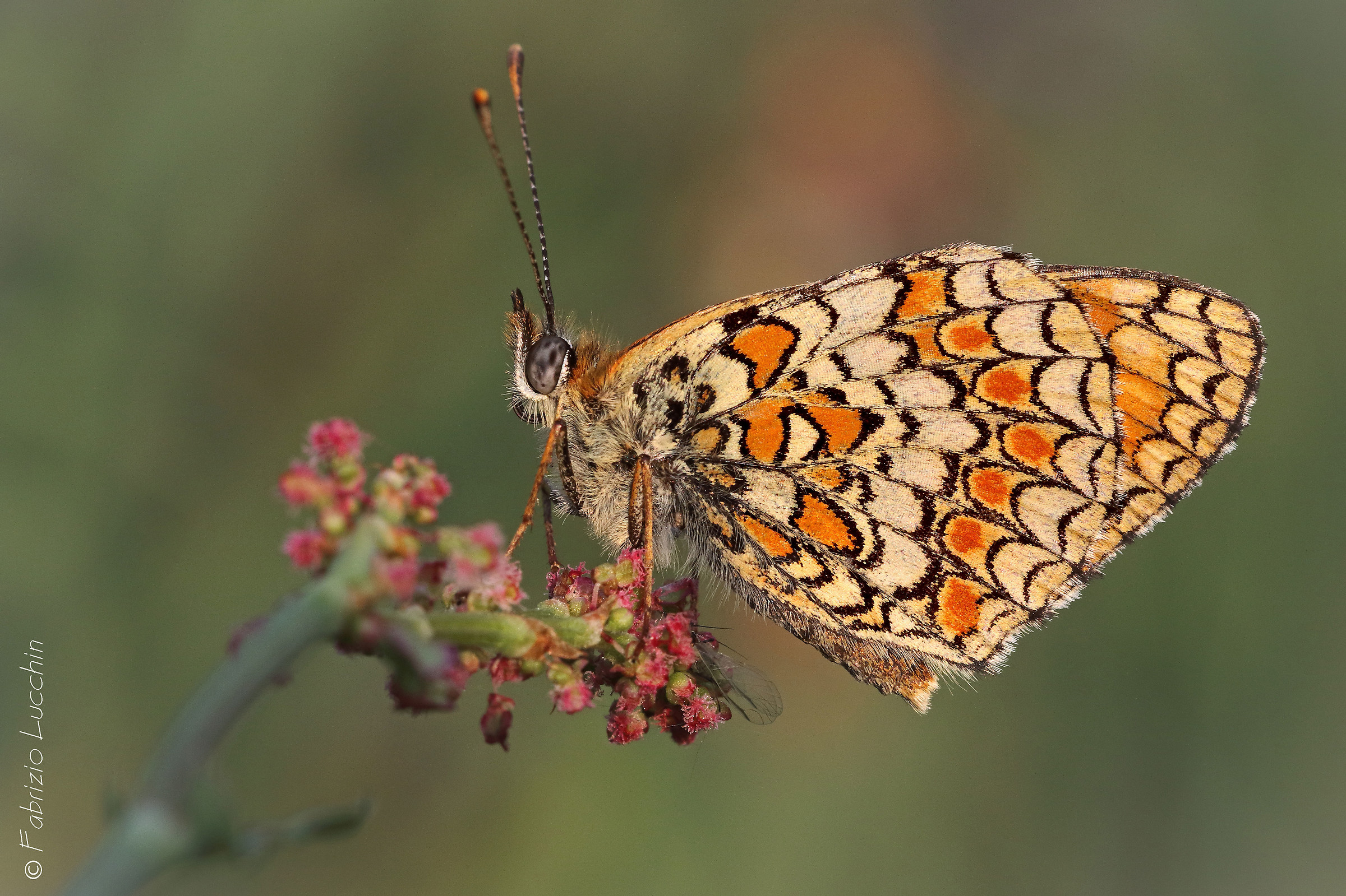 Melitaea phoebe