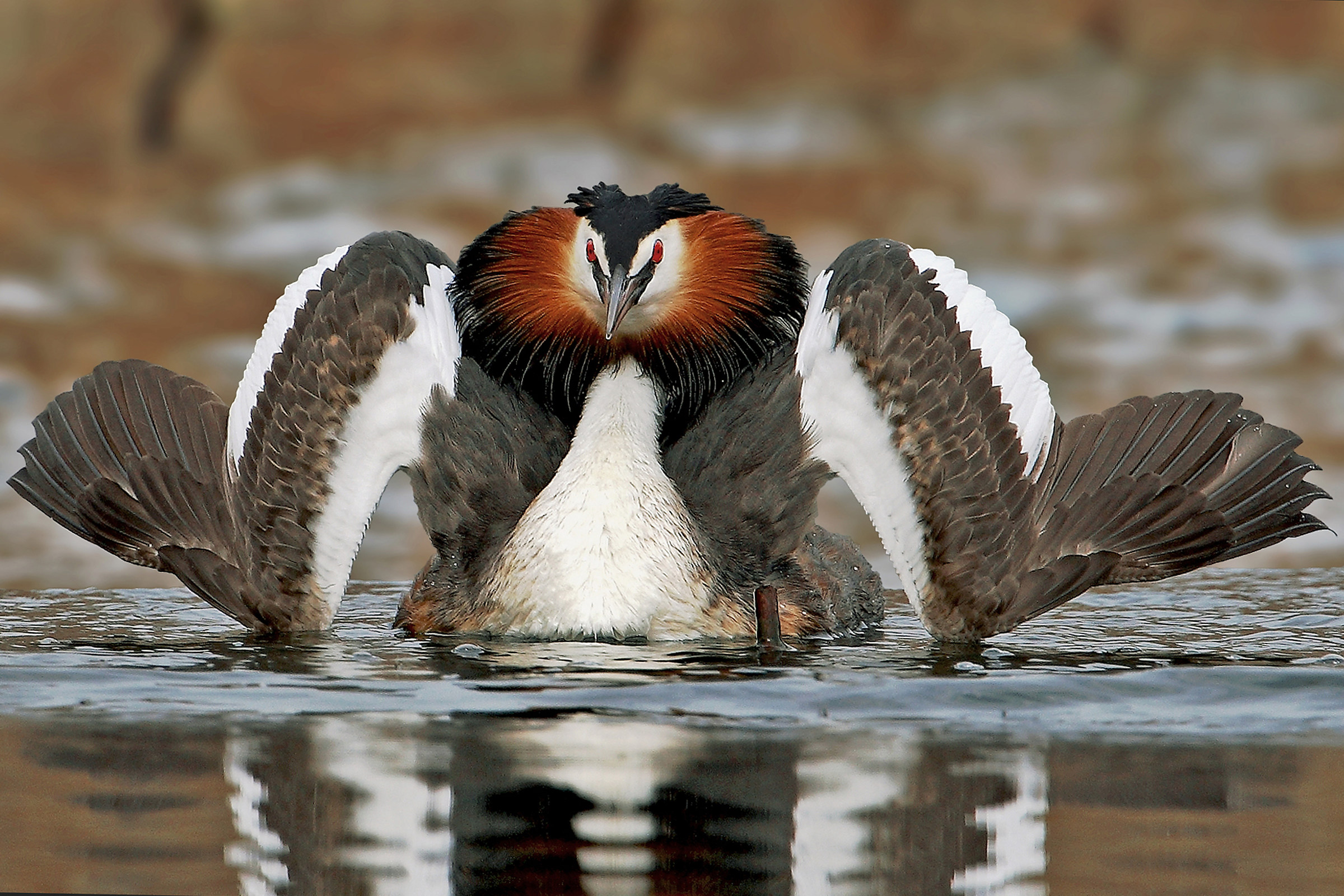 Grebe in dissuasive parade.