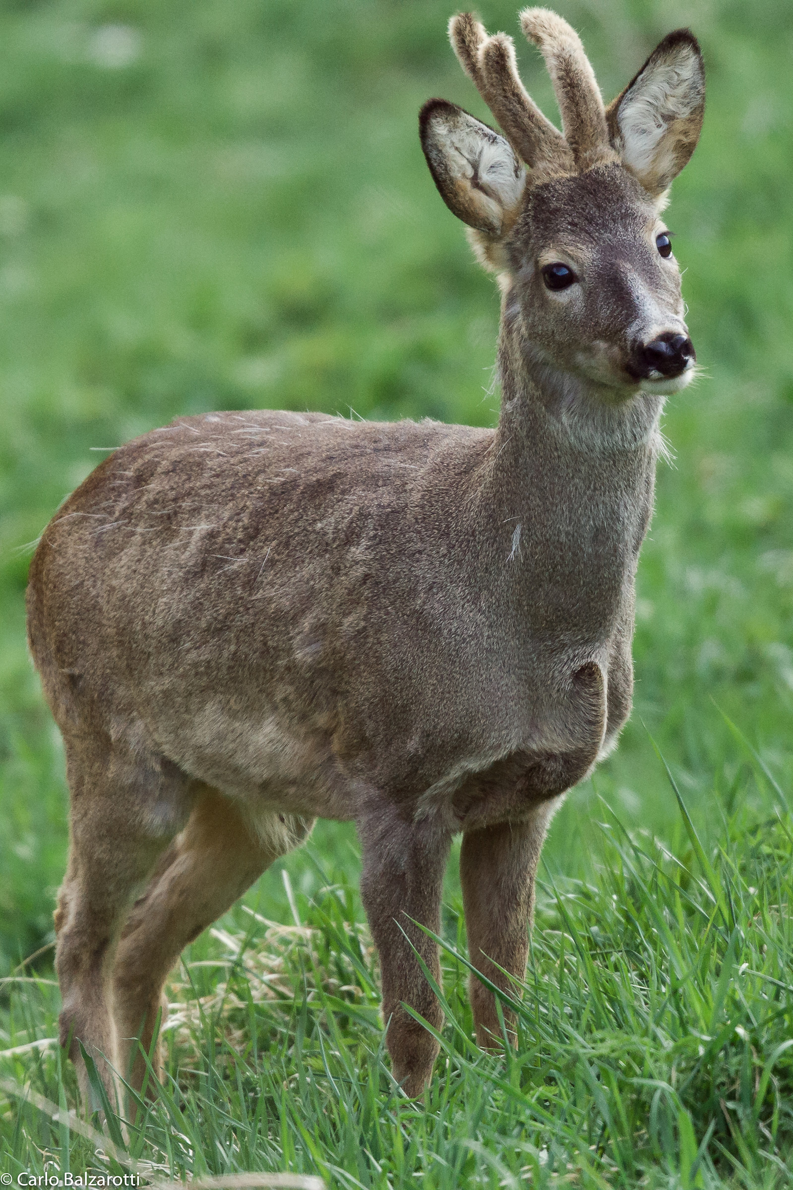 Giovane capriolo in velluto