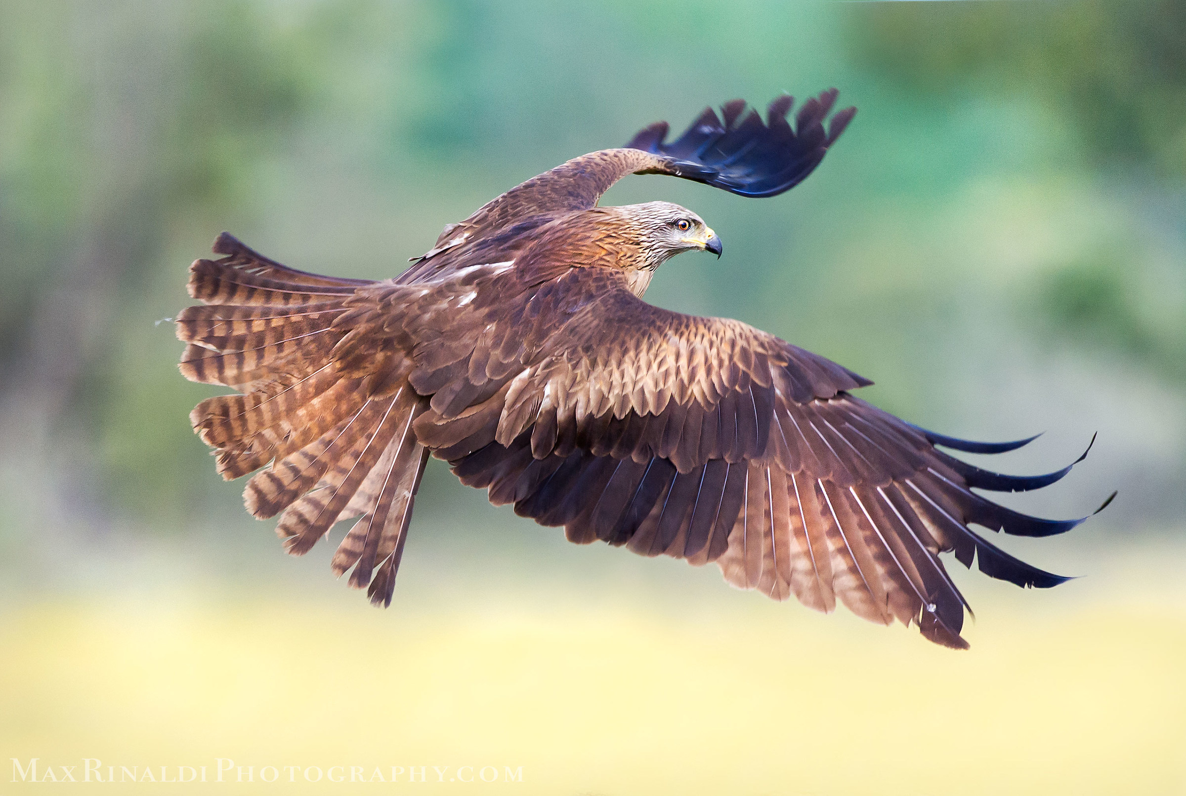 Black Kite