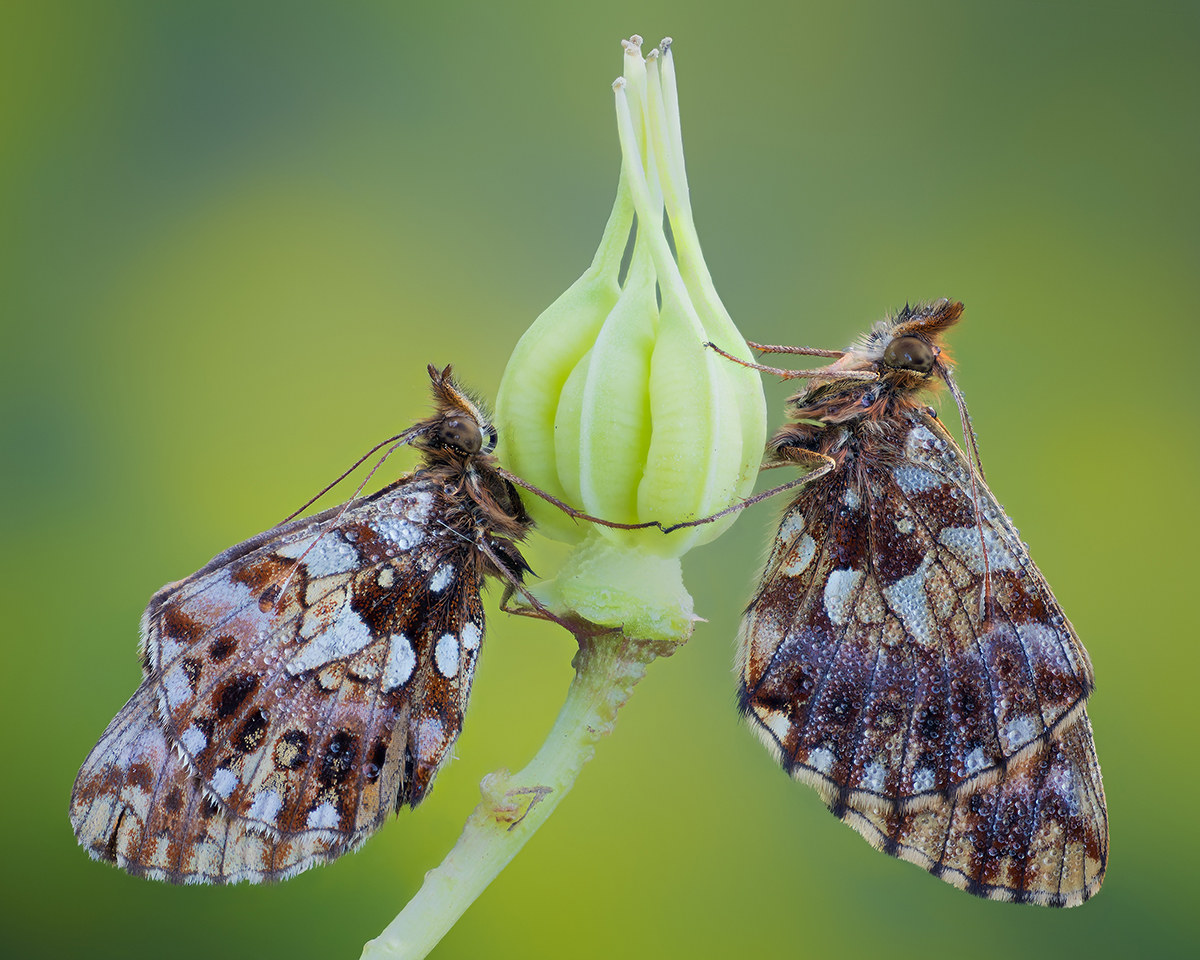 Couple of boloria