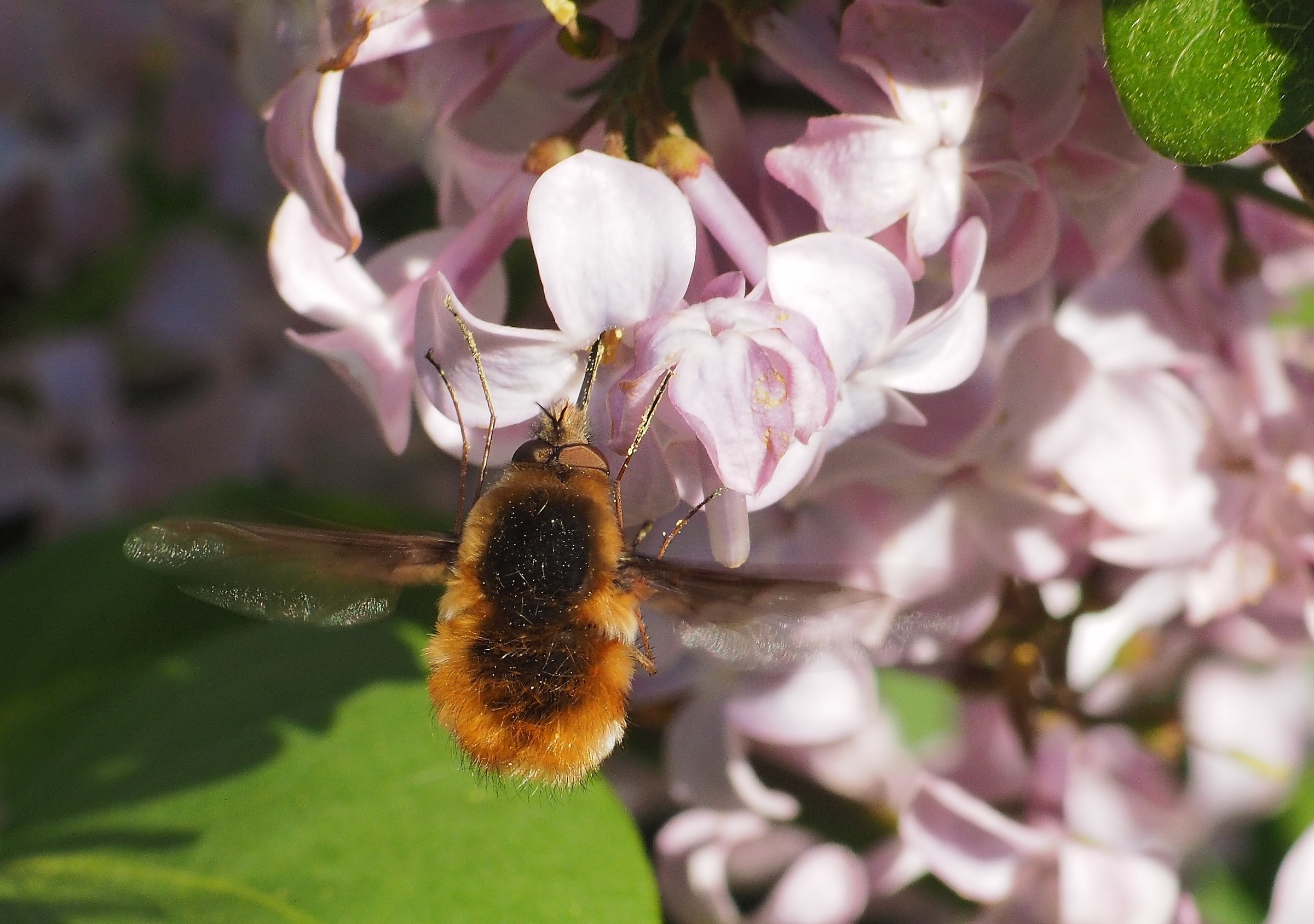 Fluttering with fur coat