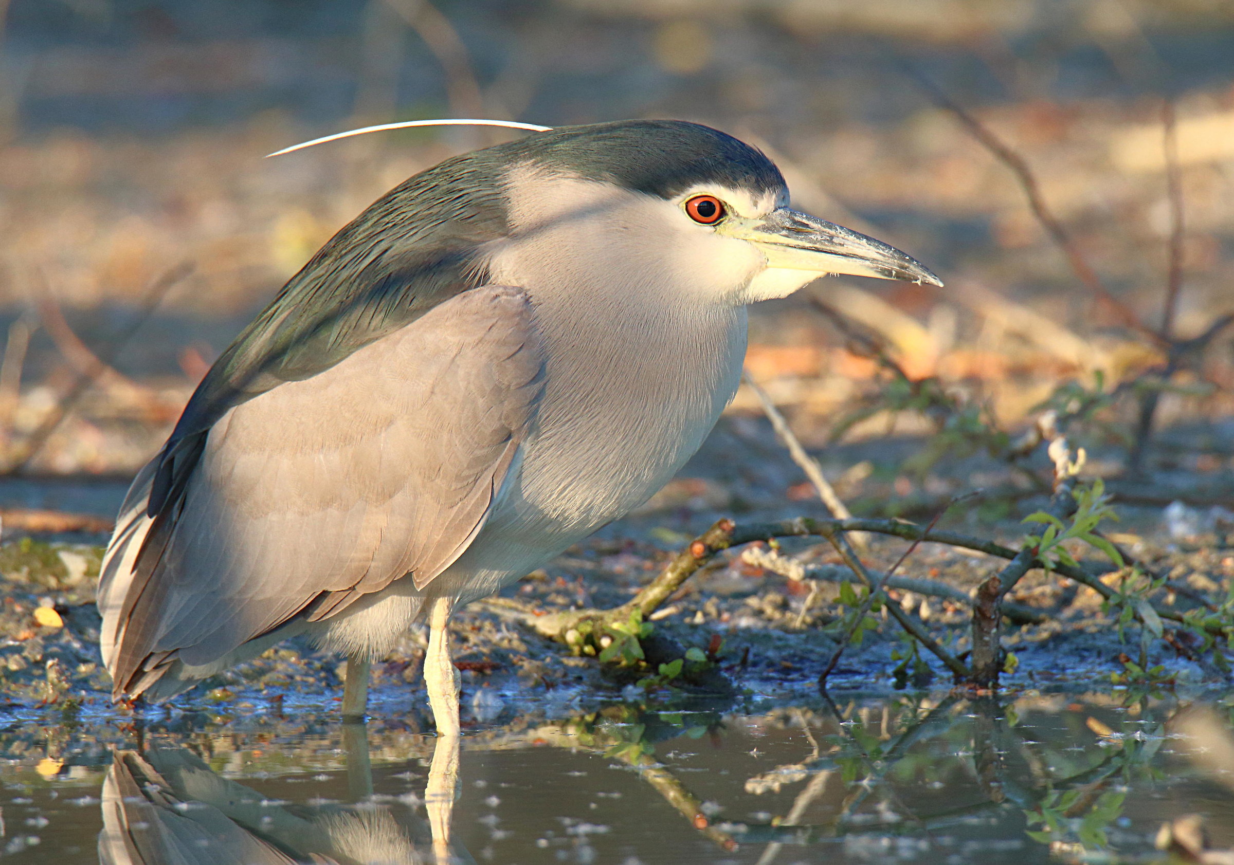 Nitticora in the last light