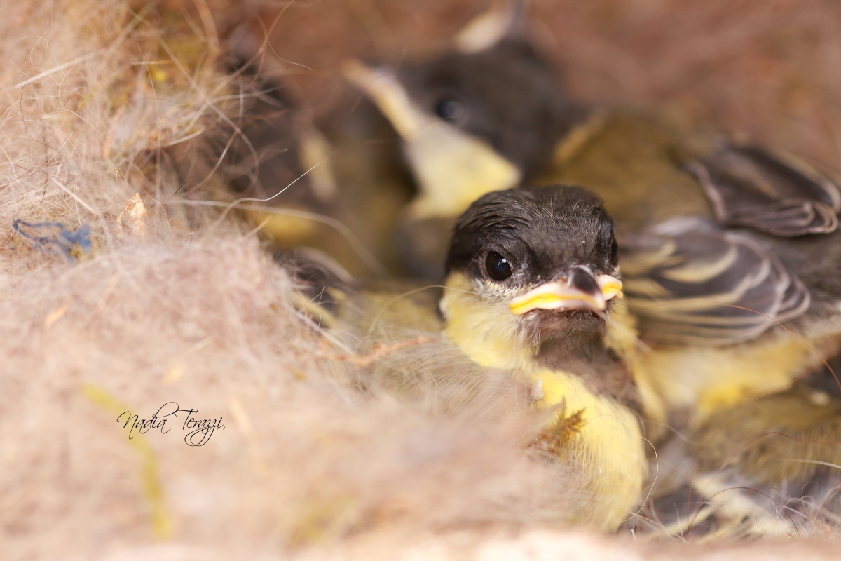 piccoli di cinciallegra