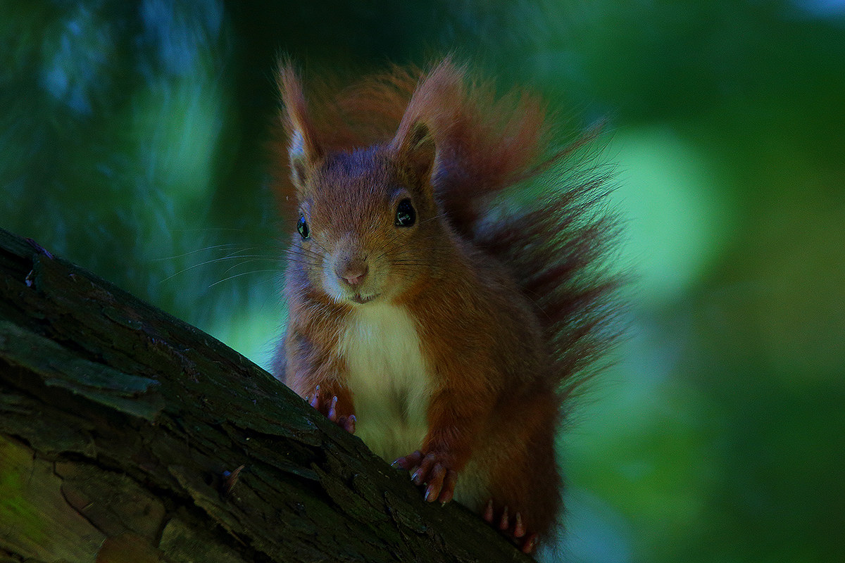 red squirrel