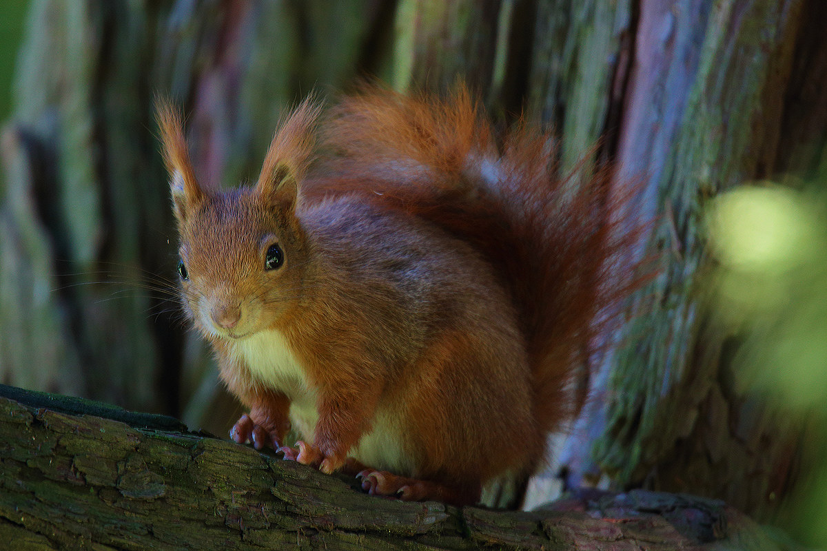 Red1 squirrel