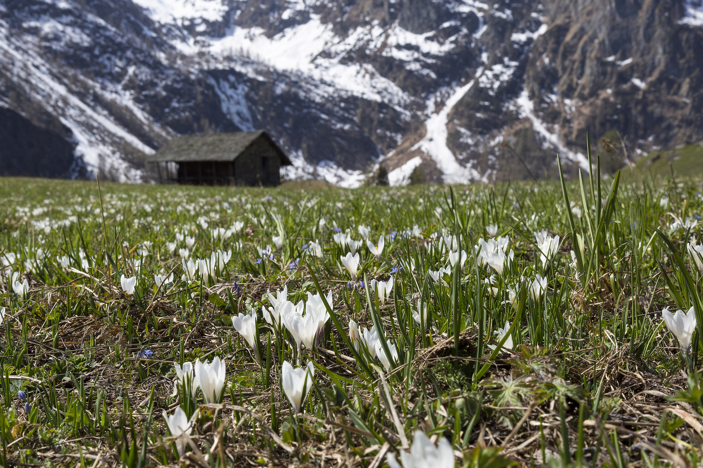 Spring in valsesia.