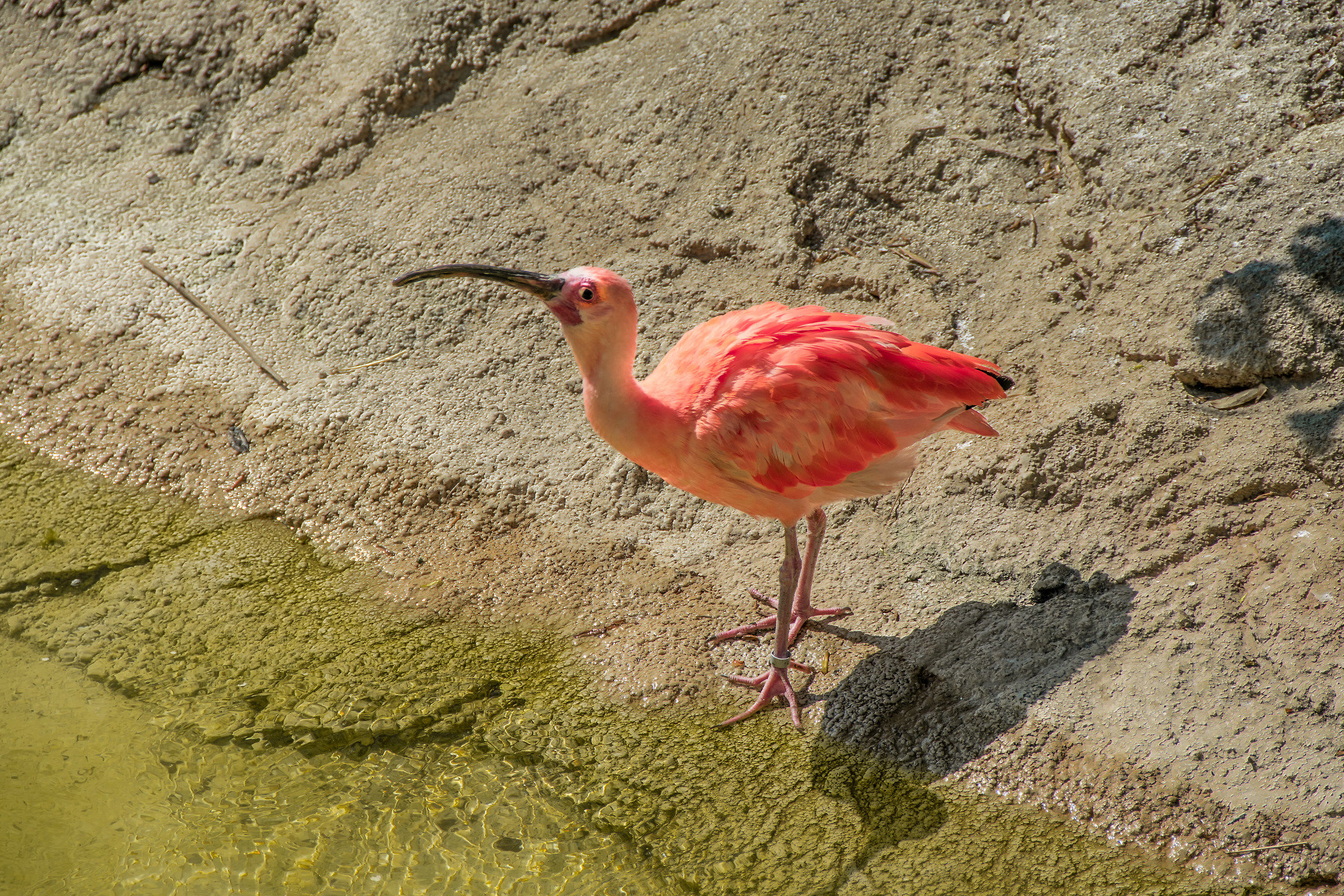 Ibis